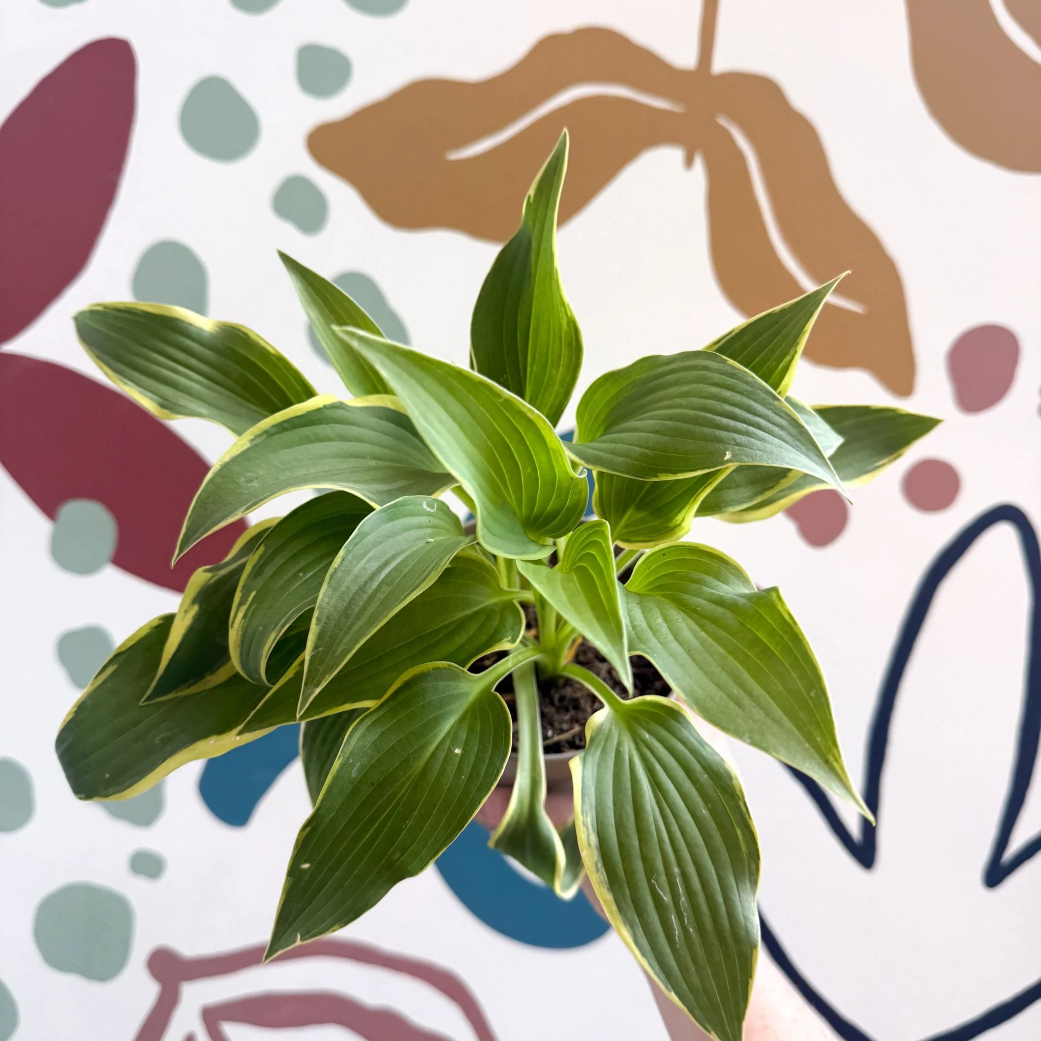 Hosta - Plantain Lily [Random Variety] - Image 6