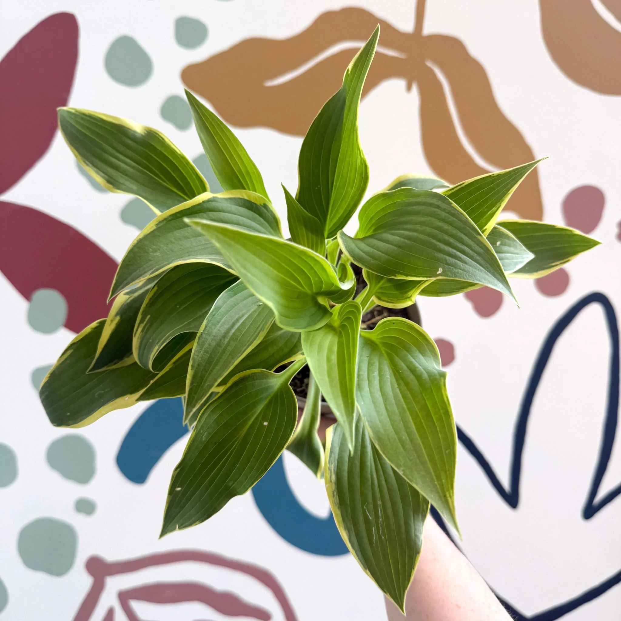 Hosta - Plantain Lily [Random Variety] - Image 7