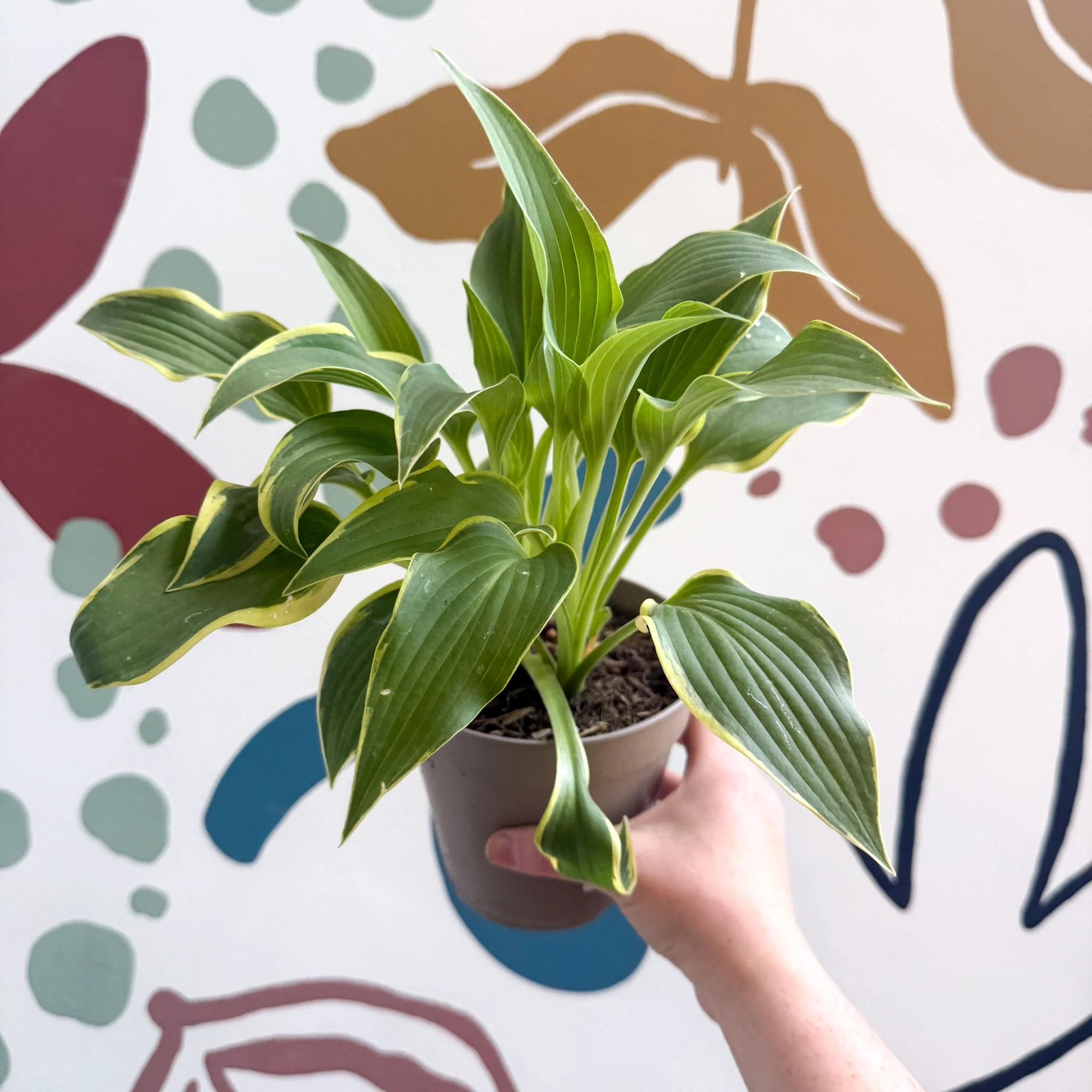 Hosta - Plantain Lily [Random Variety] - Image 8