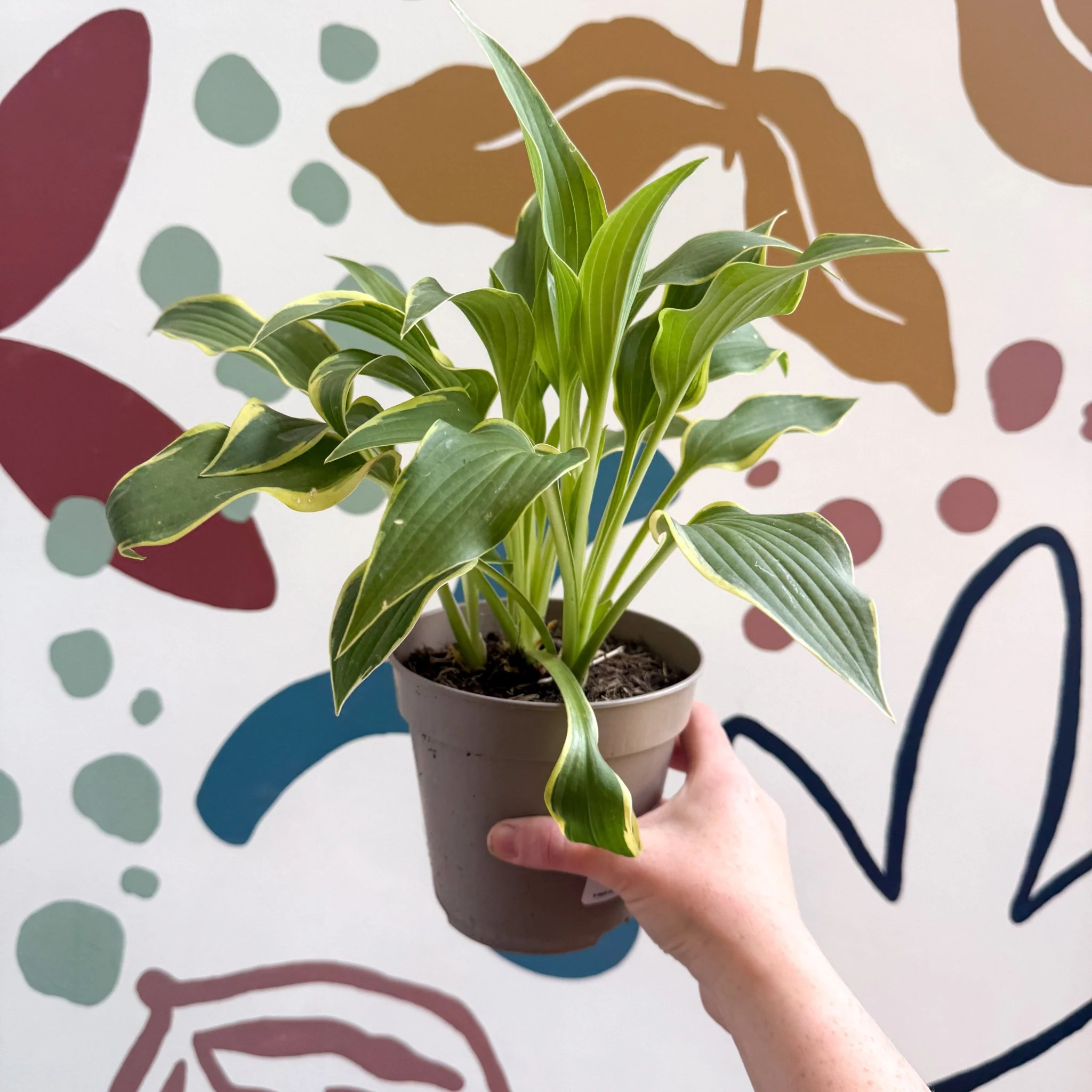 Hosta - Plantain Lily [Random Variety] - Image 9