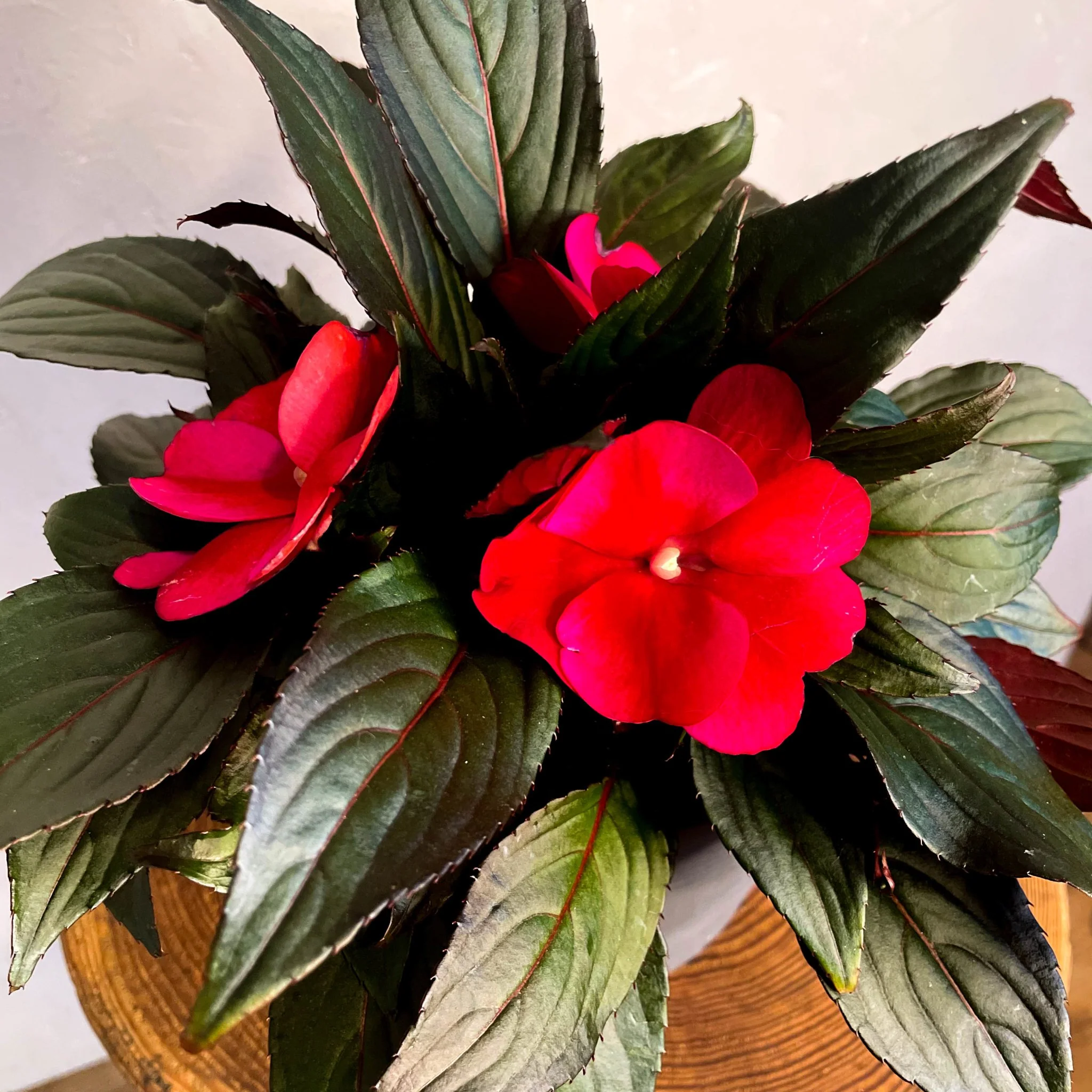 Hot Pink Busy Lizzie - Impatiens 'New Guinea' - Image 2