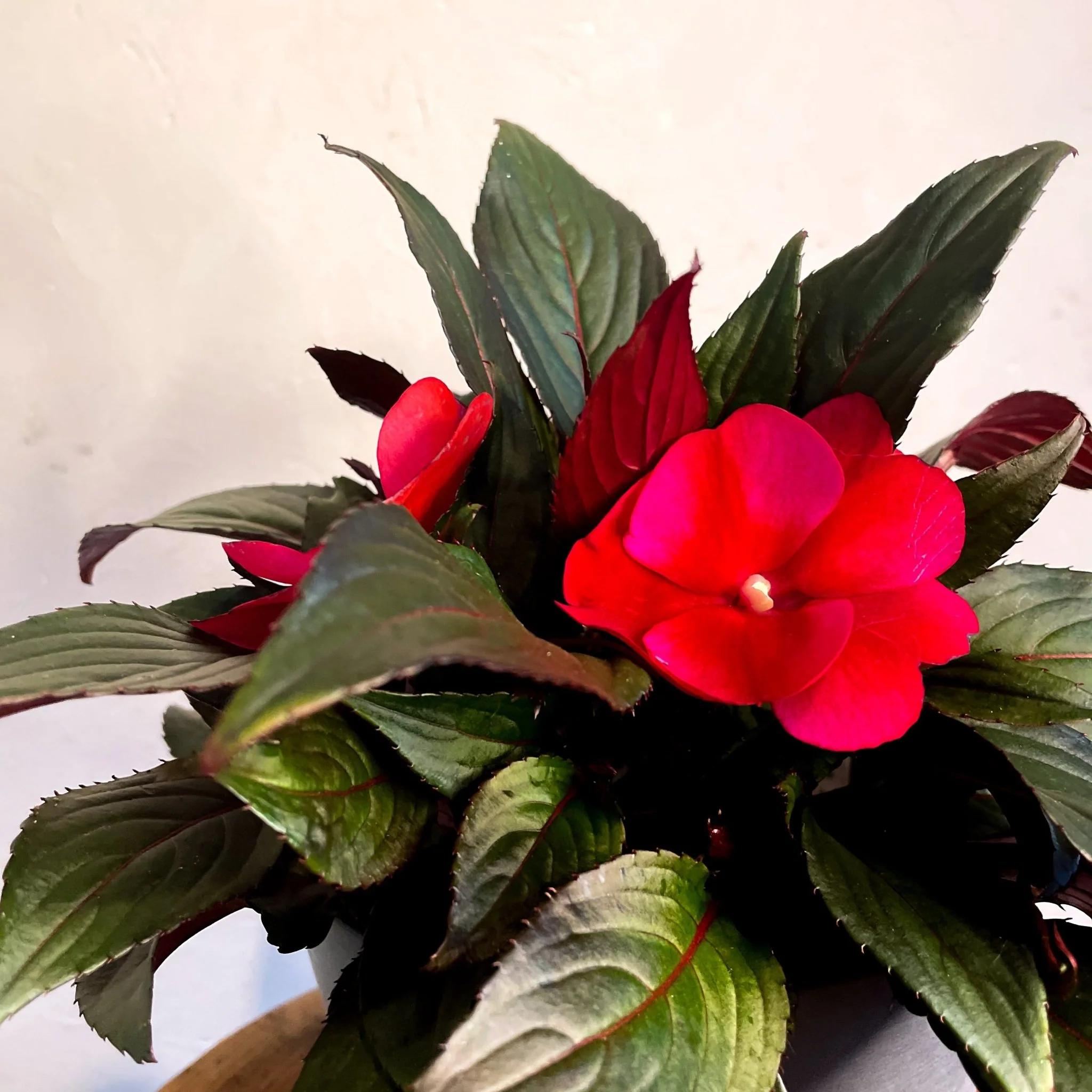 Hot Pink Busy Lizzie - Impatiens 'New Guinea' - Image 3