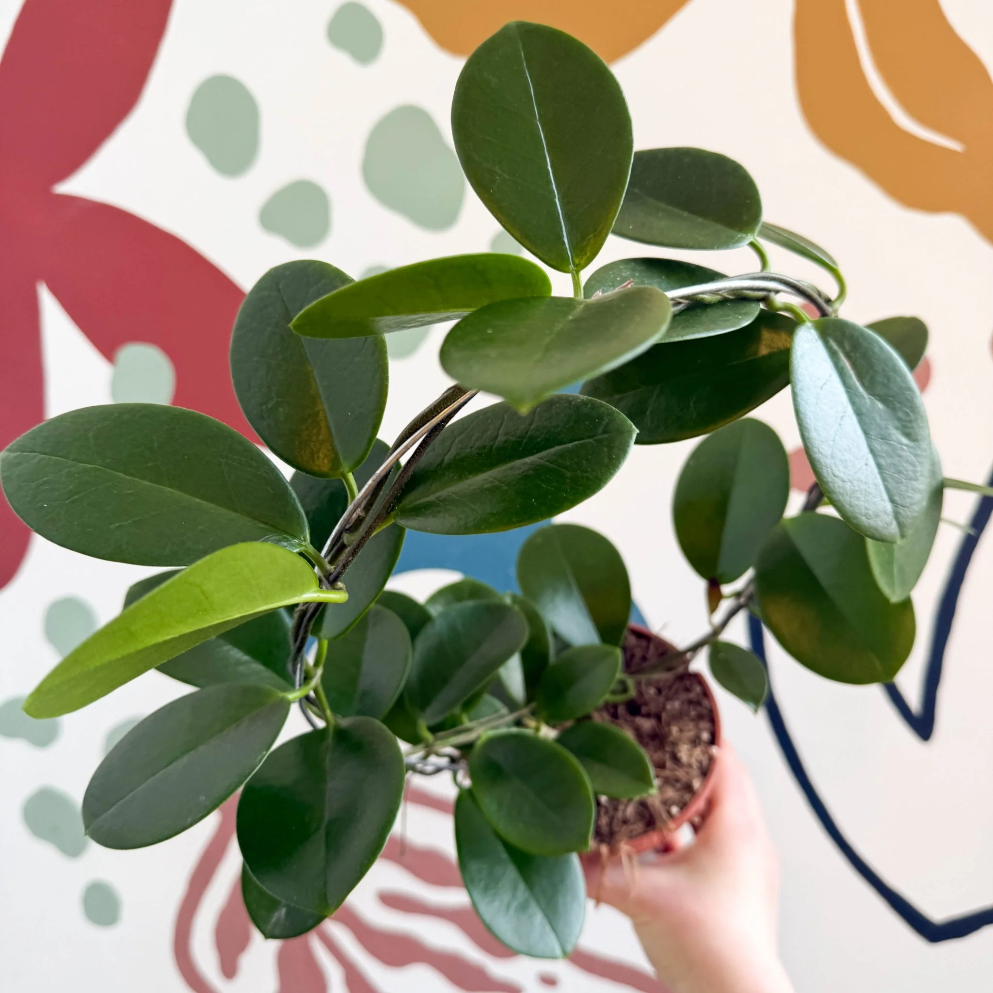 Hoya australis