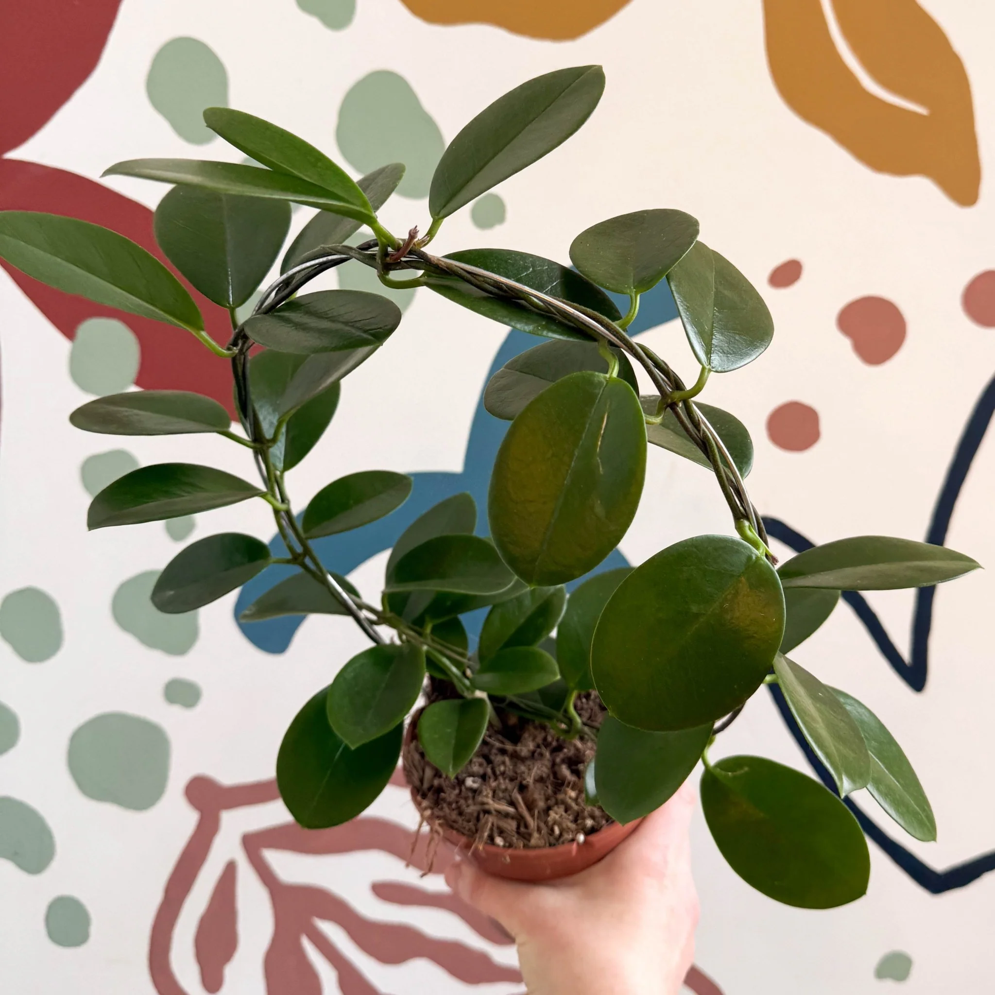 Hoya australis - Image 4