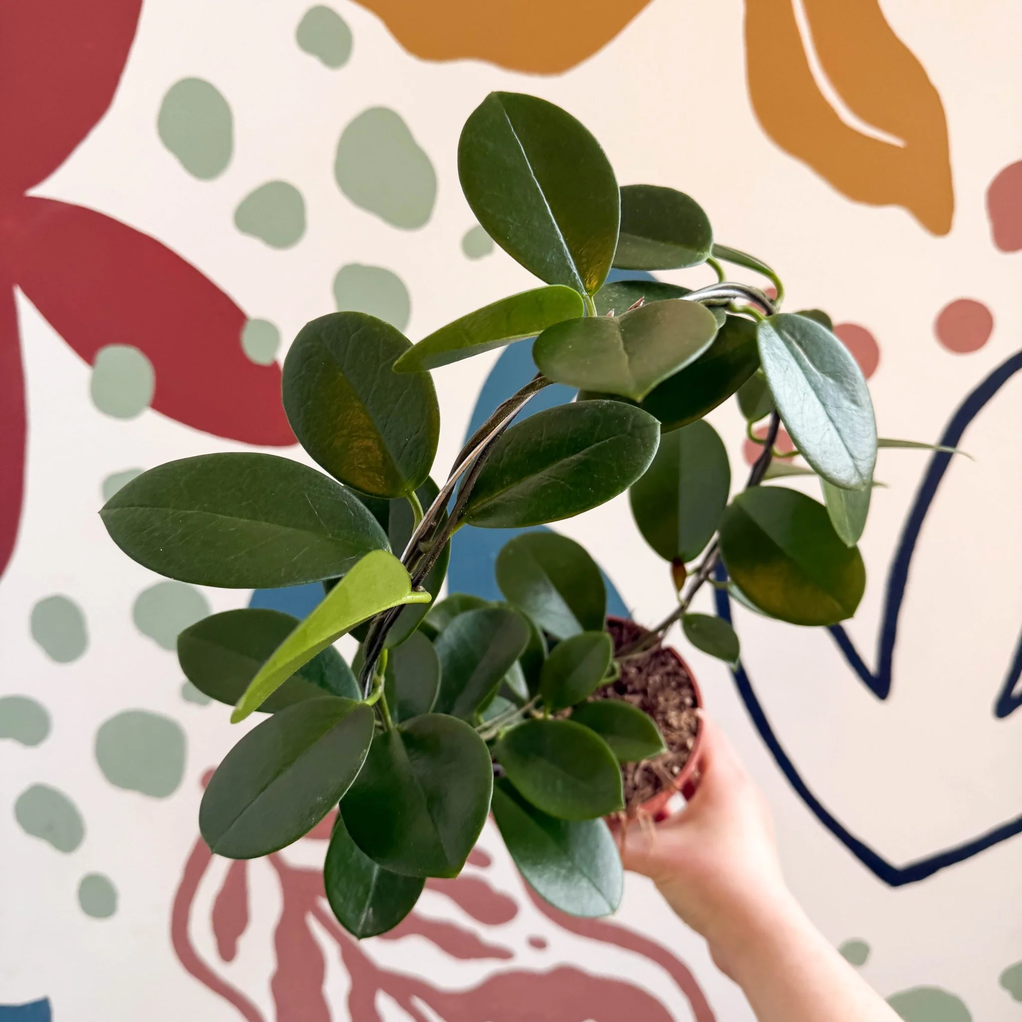 Hoya australis - Image 5