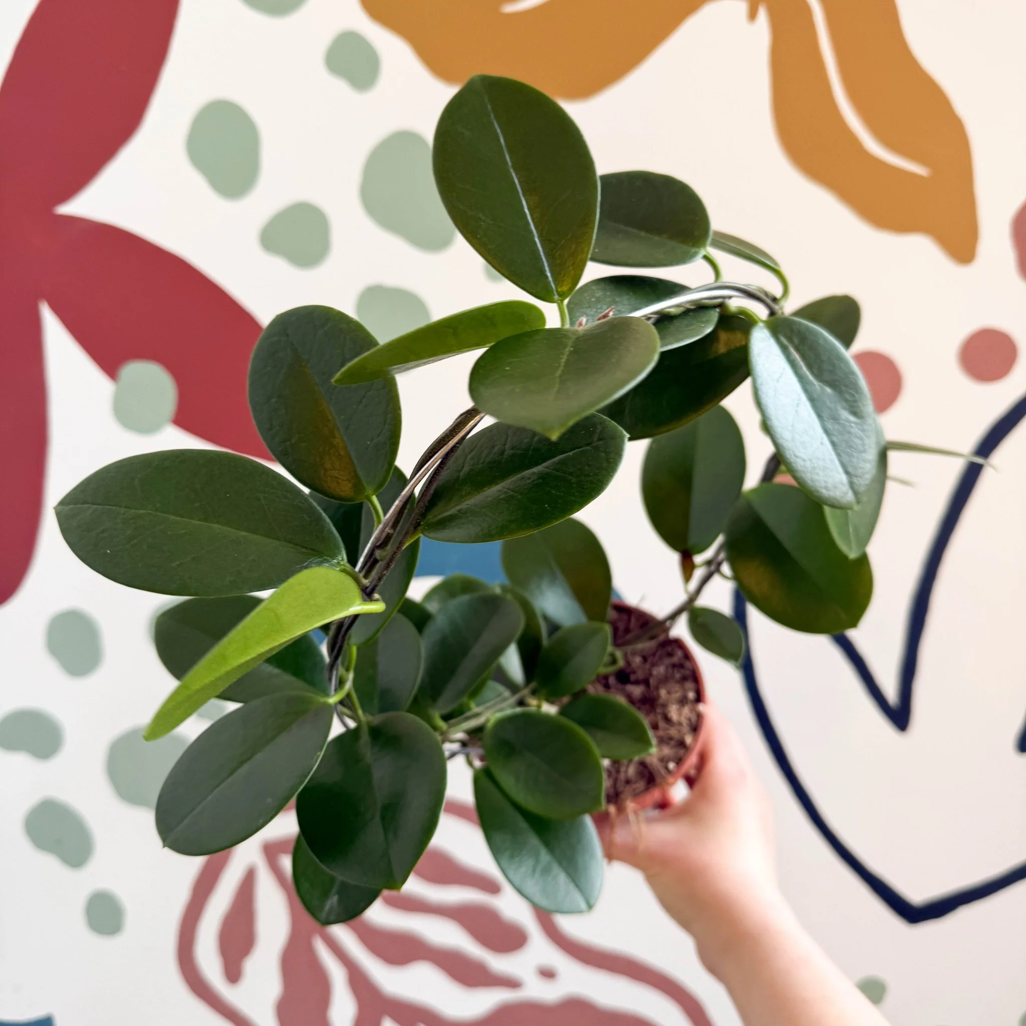 Hoya australis - Image 6