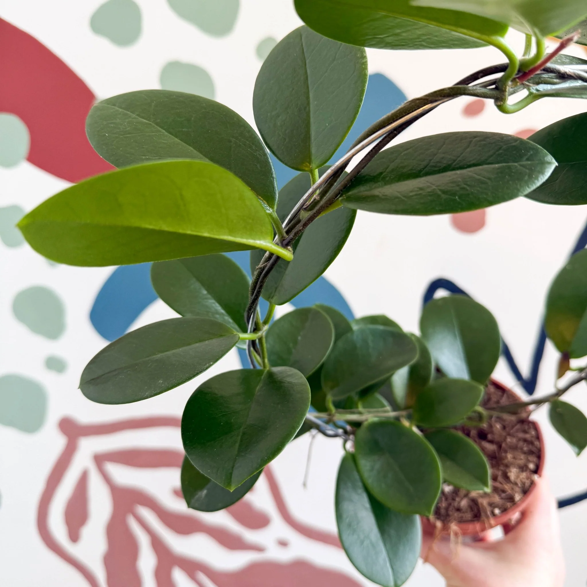 Hoya australis - Image 7