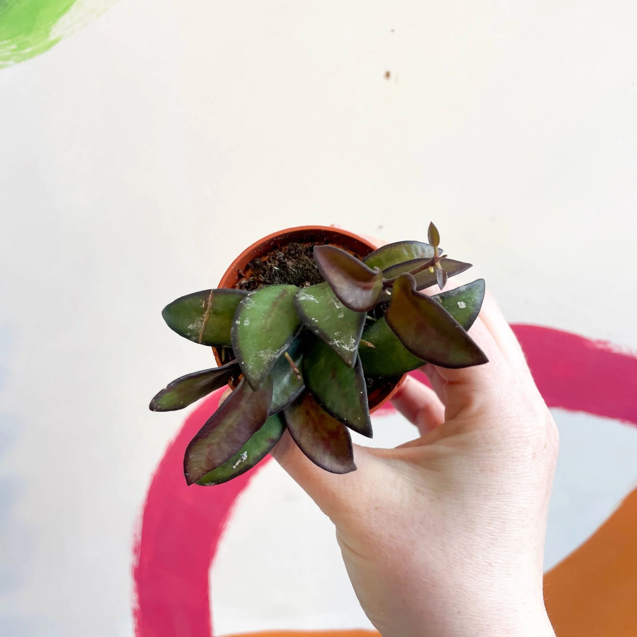 Hoya burtoniae - Image 2