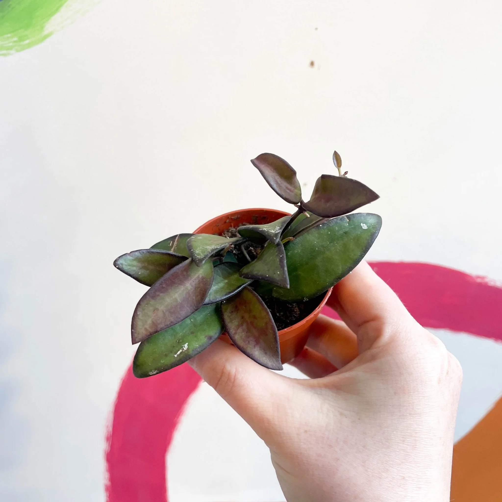 Hoya burtoniae - Image 3