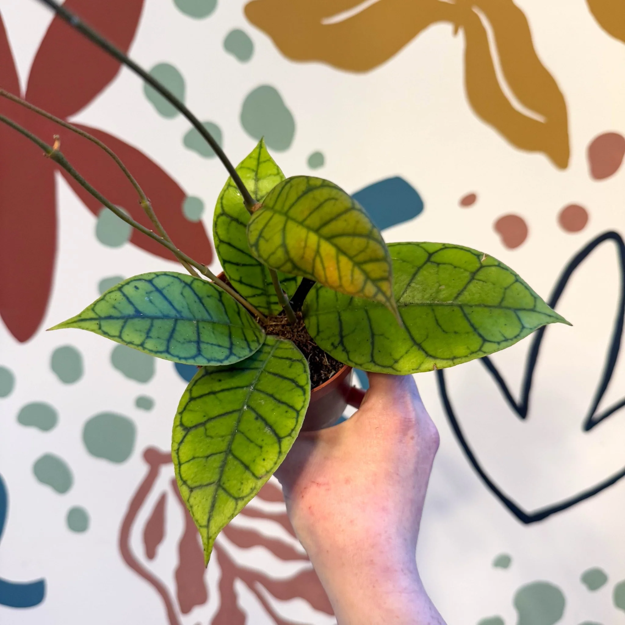 Hoya callistophylla - Image 18