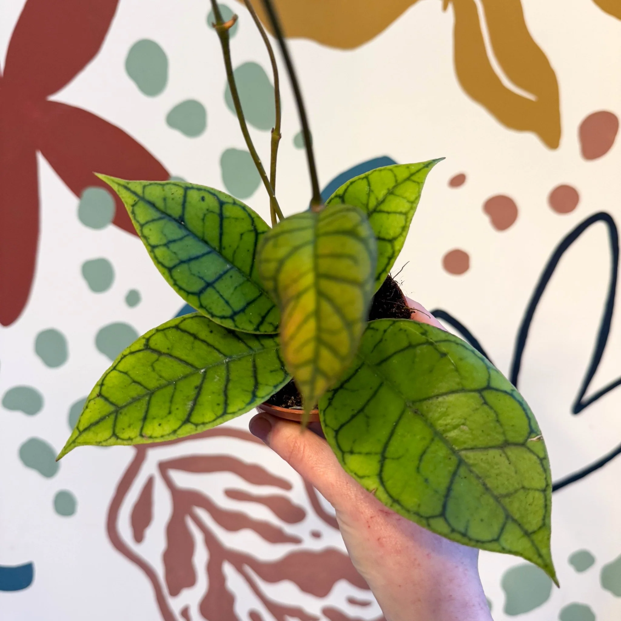Hoya callistophylla - Image 8