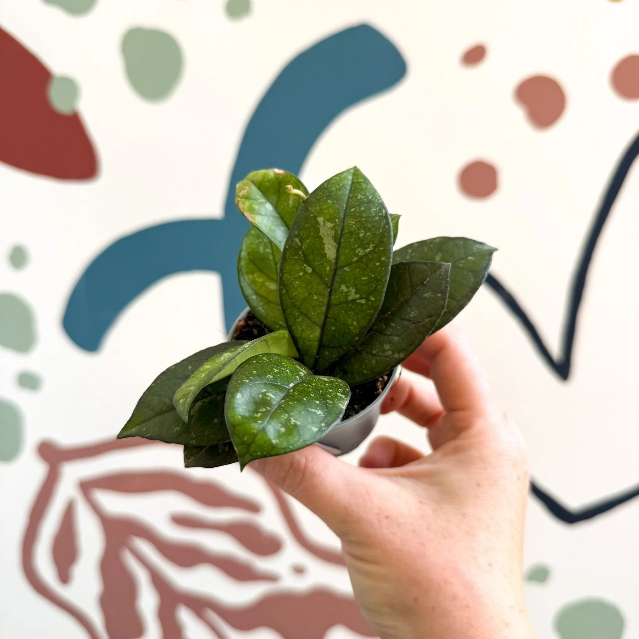Hoya callistophylla ‘Sabah’ [ID: IML 1762]