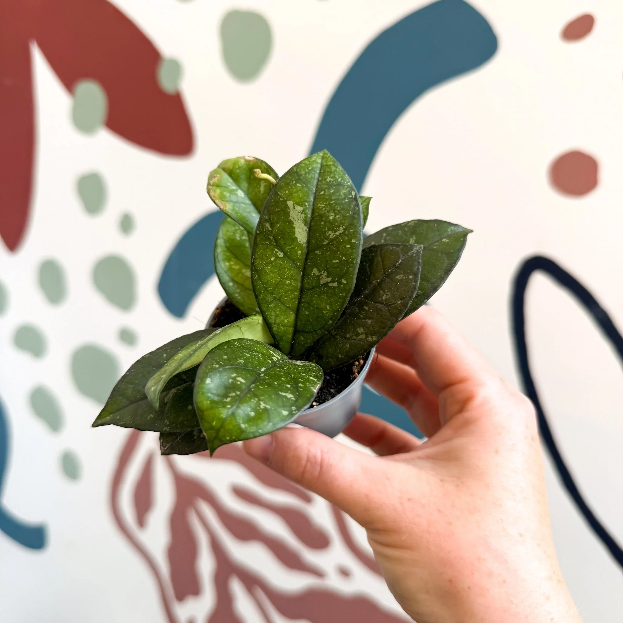 Hoya callistophylla ‘Sabah’ [ID: IML 1762] - Image 10