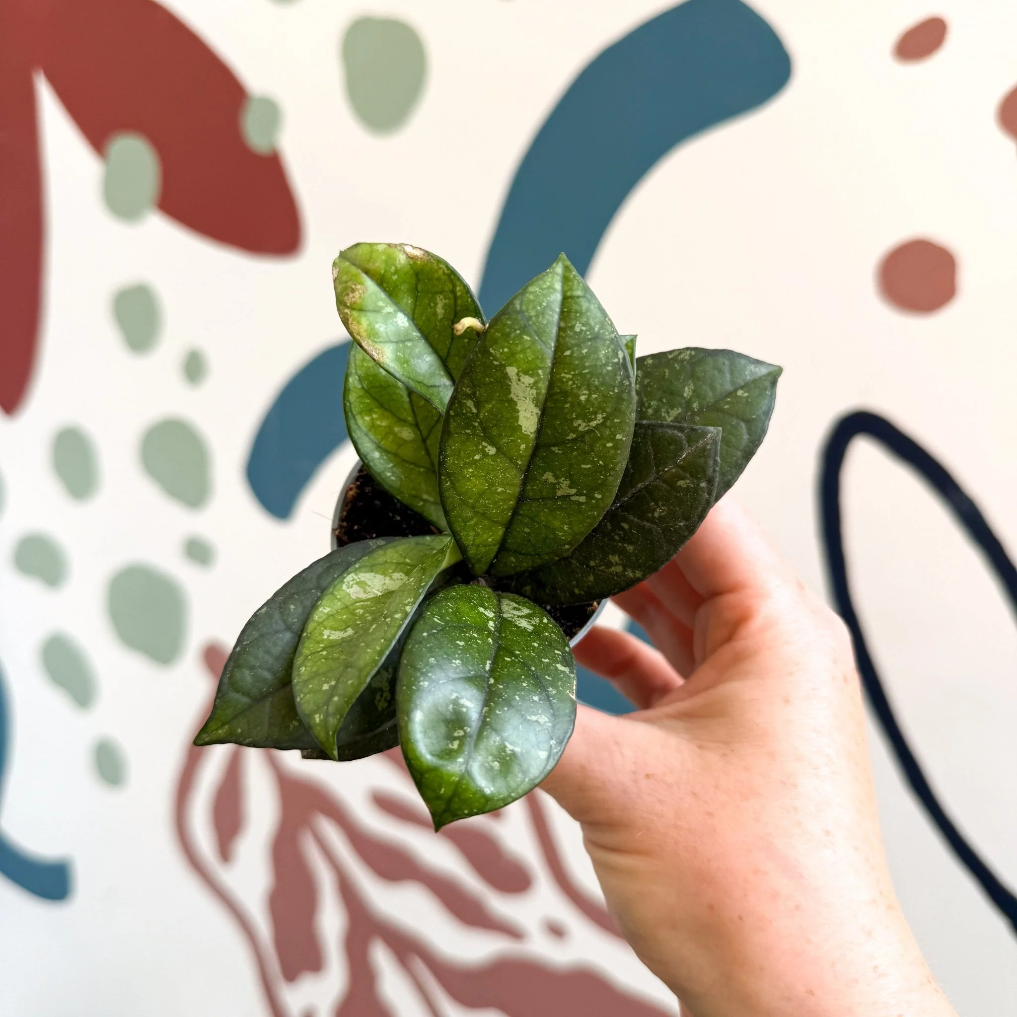 Hoya callistophylla ‘Sabah’ [ID: IML 1762] - Image 11
