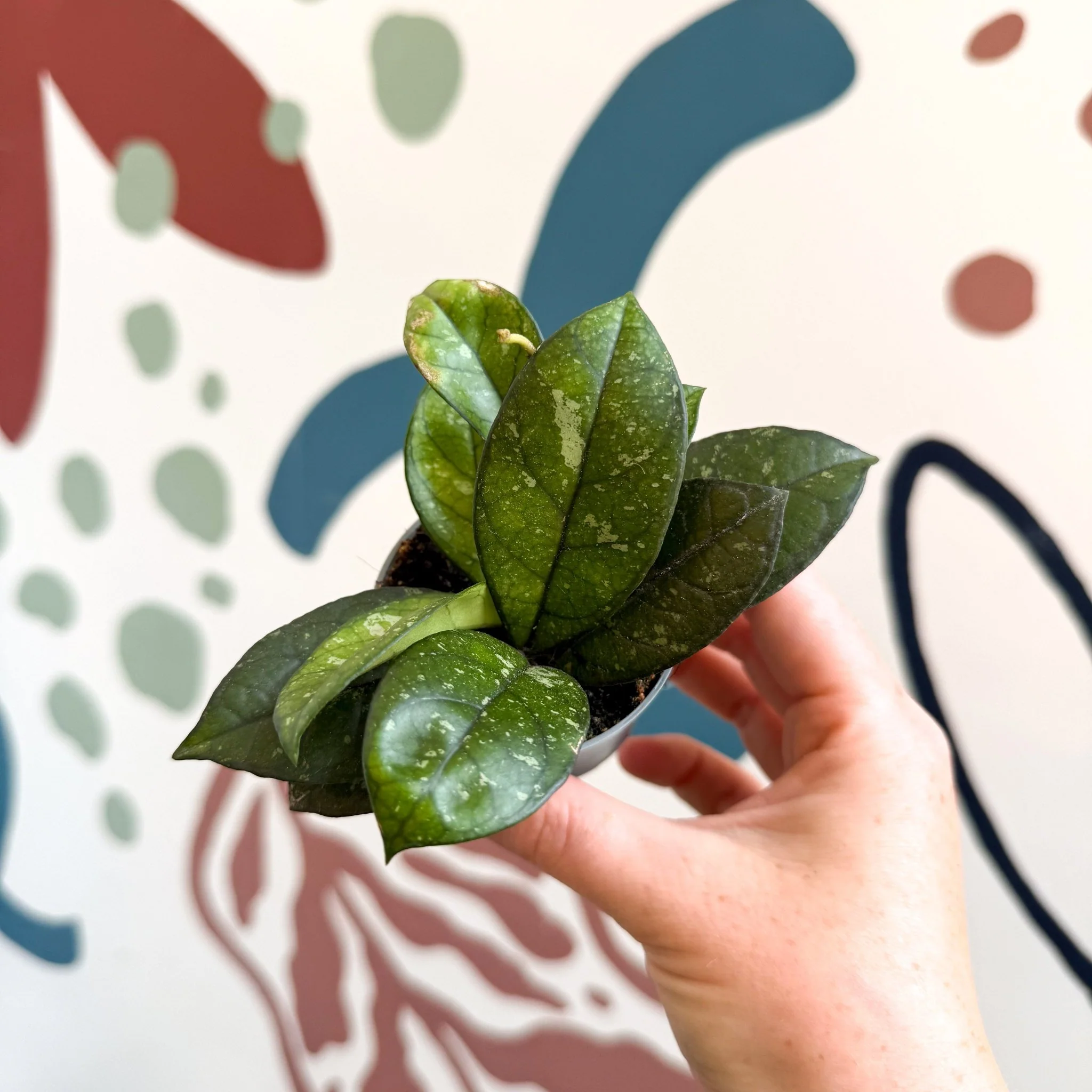 Hoya callistophylla ‘Sabah’ [ID: IML 1762] - Image 12