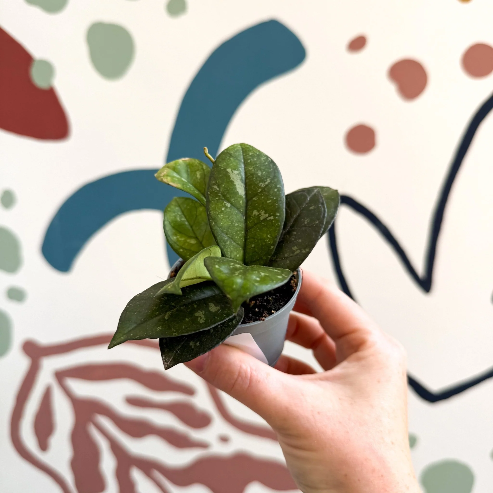 Hoya callistophylla ‘Sabah’ [ID: IML 1762] - Image 2