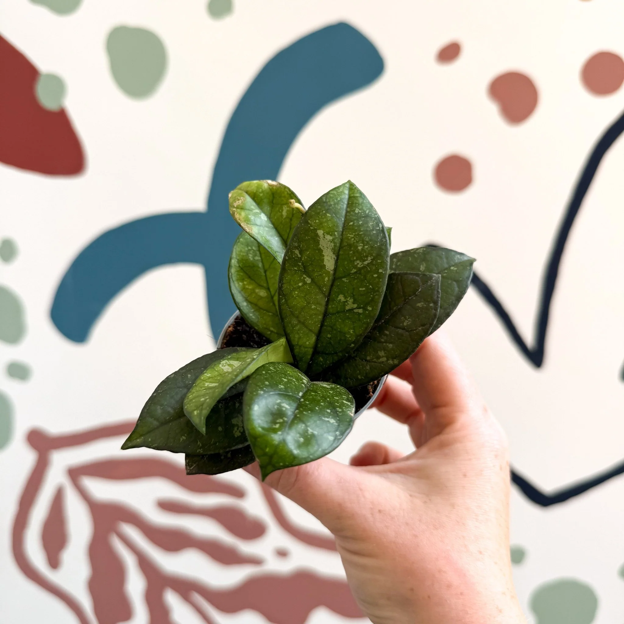 Hoya callistophylla ‘Sabah’ [ID: IML 1762] - Image 3