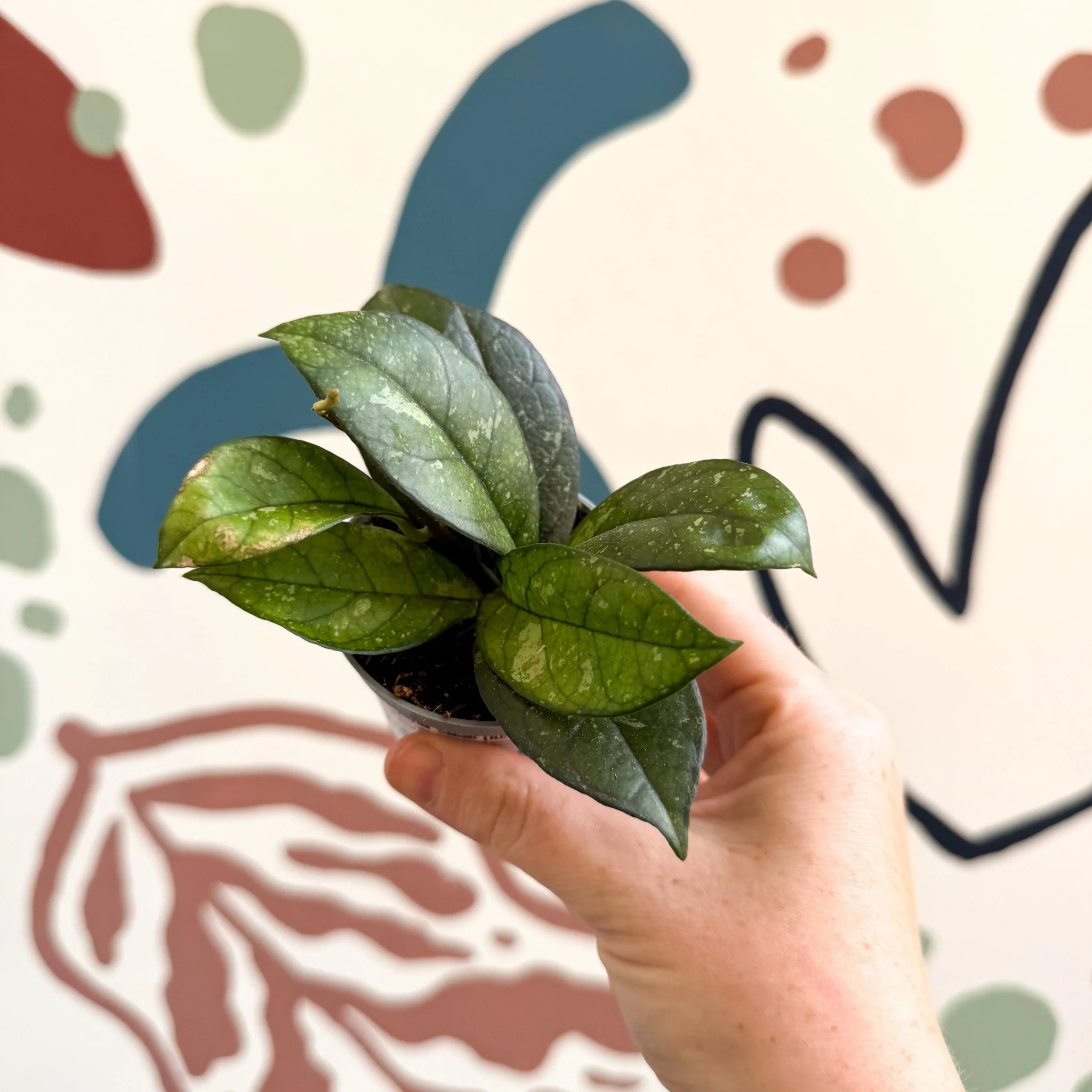 Hoya callistophylla ‘Sabah’ [ID: IML 1762] - Image 4