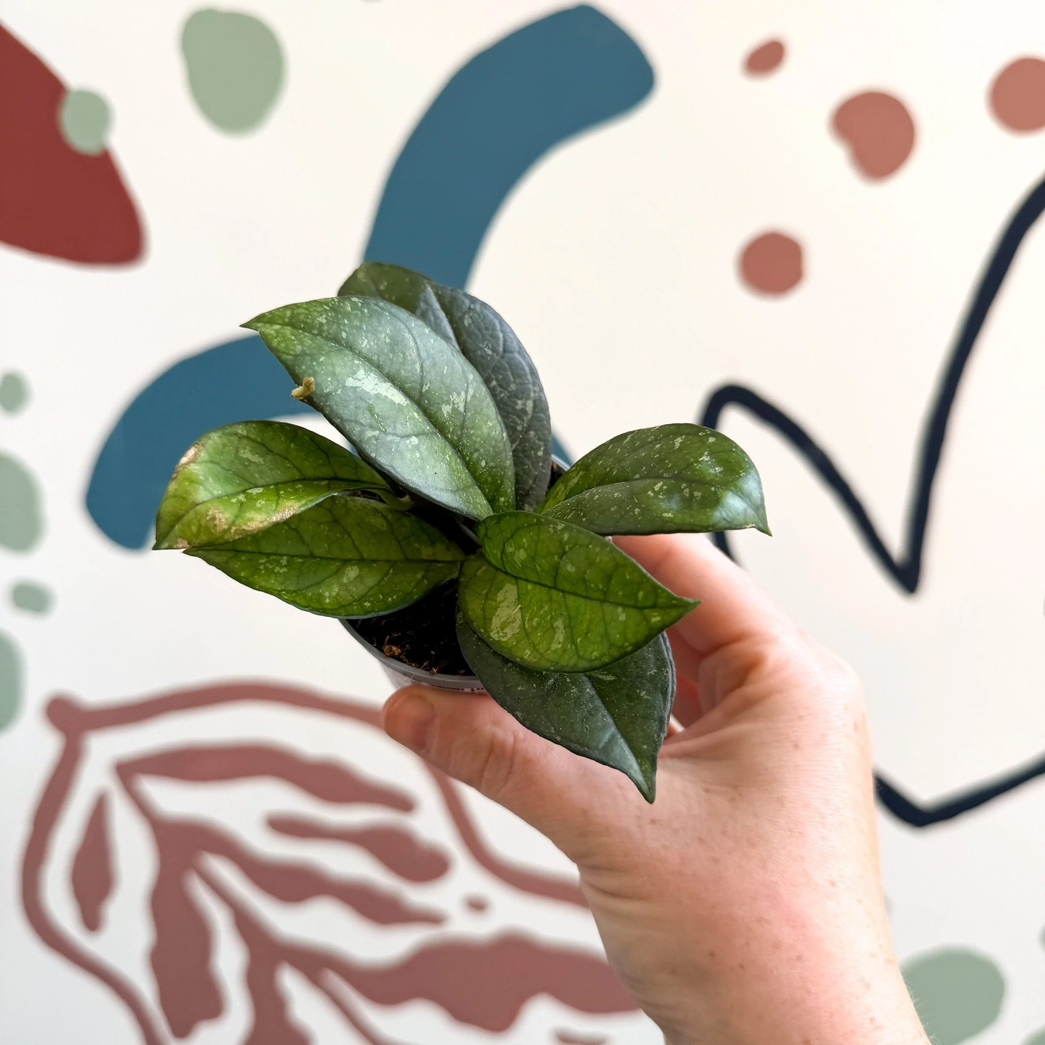 Hoya callistophylla ‘Sabah’ [ID: IML 1762] - Image 6