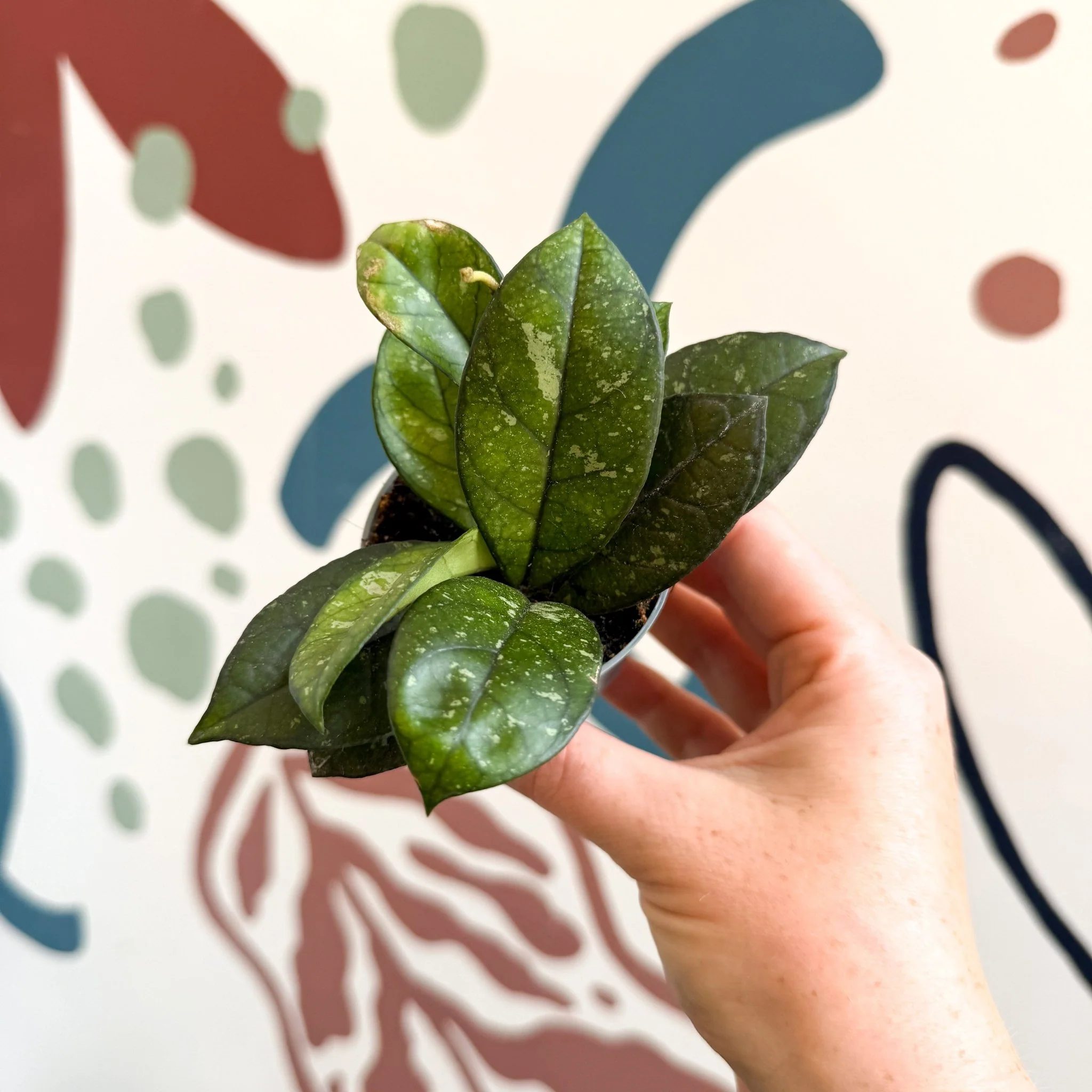 Hoya callistophylla ‘Sabah’ [ID: IML 1762] - Image 9