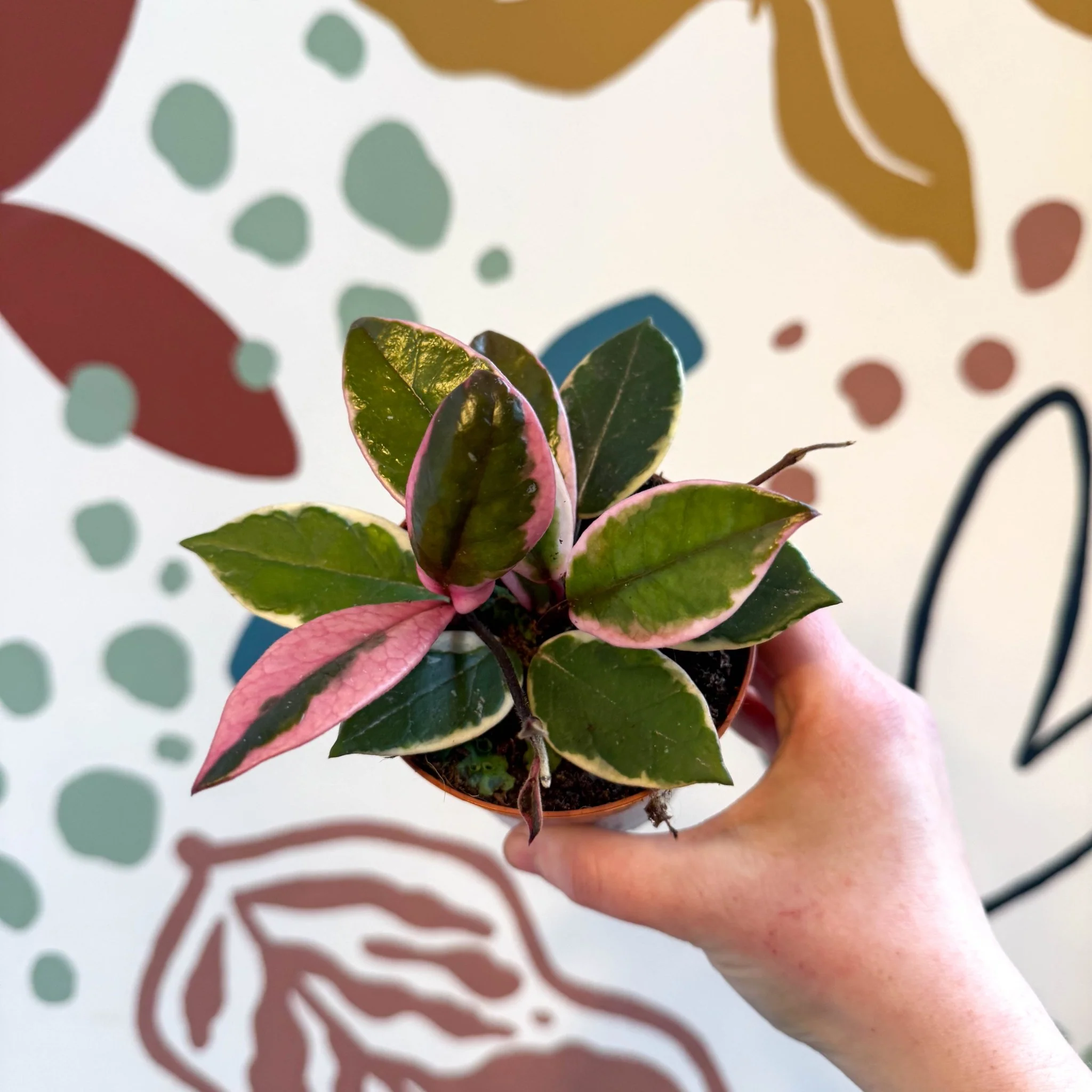 Hoya carnosa ‘Flamingo Dream’ - Image 10