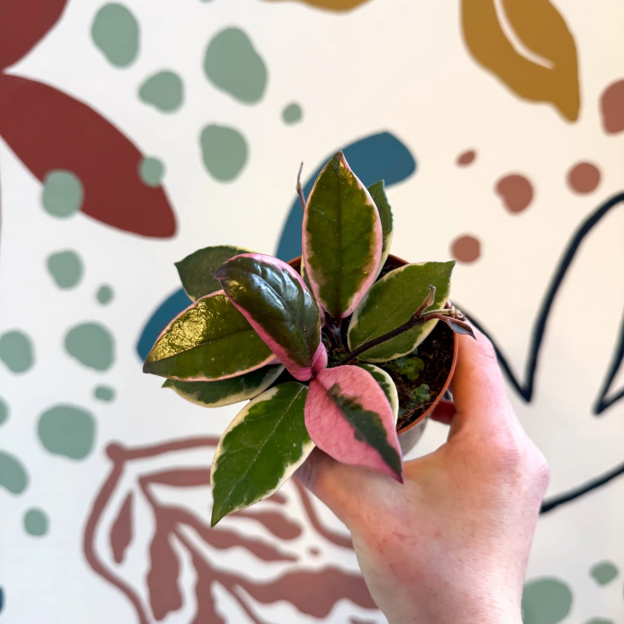 Hoya carnosa ‘Flamingo Dream’ - Image 11