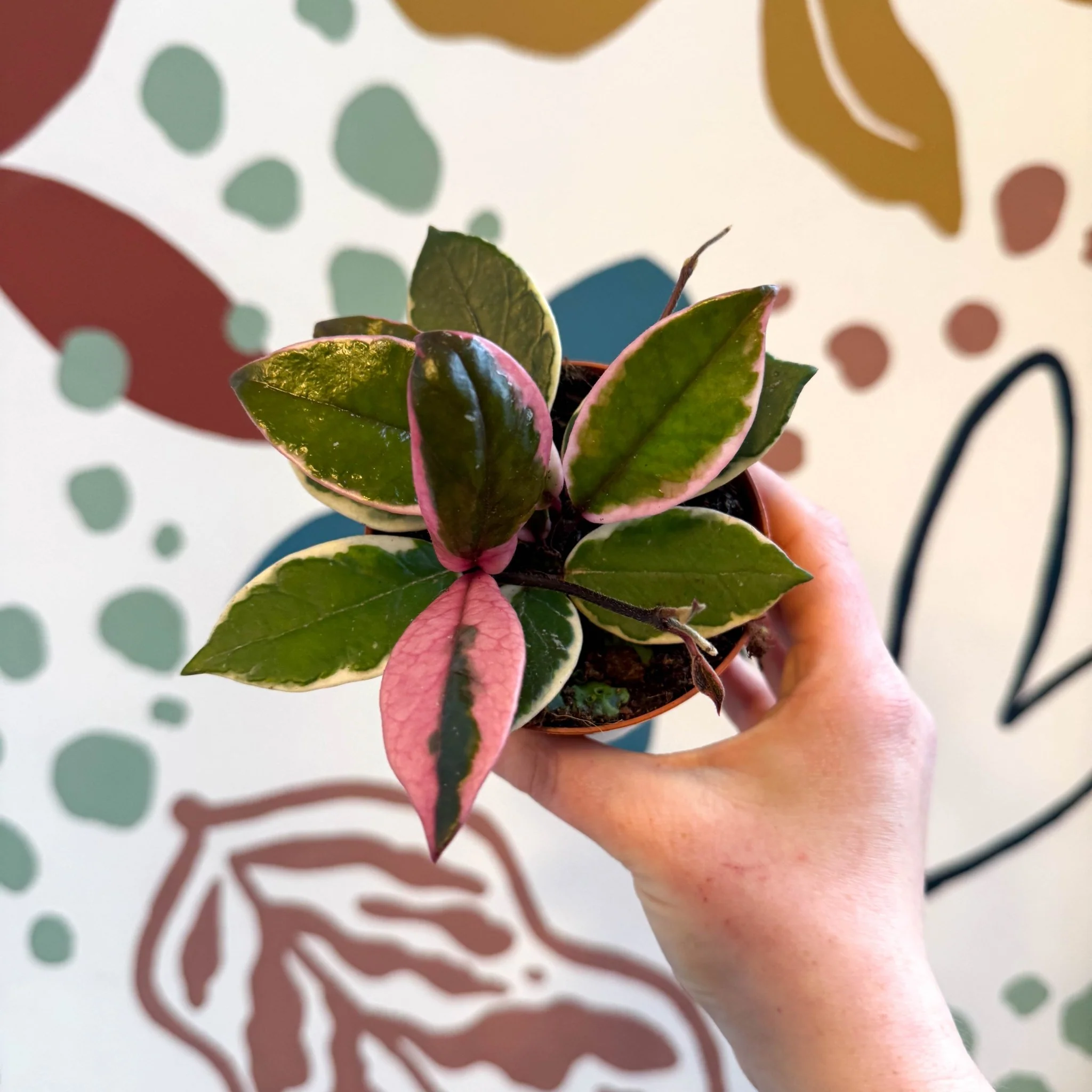 Hoya carnosa ‘Flamingo Dream’ - Image 12