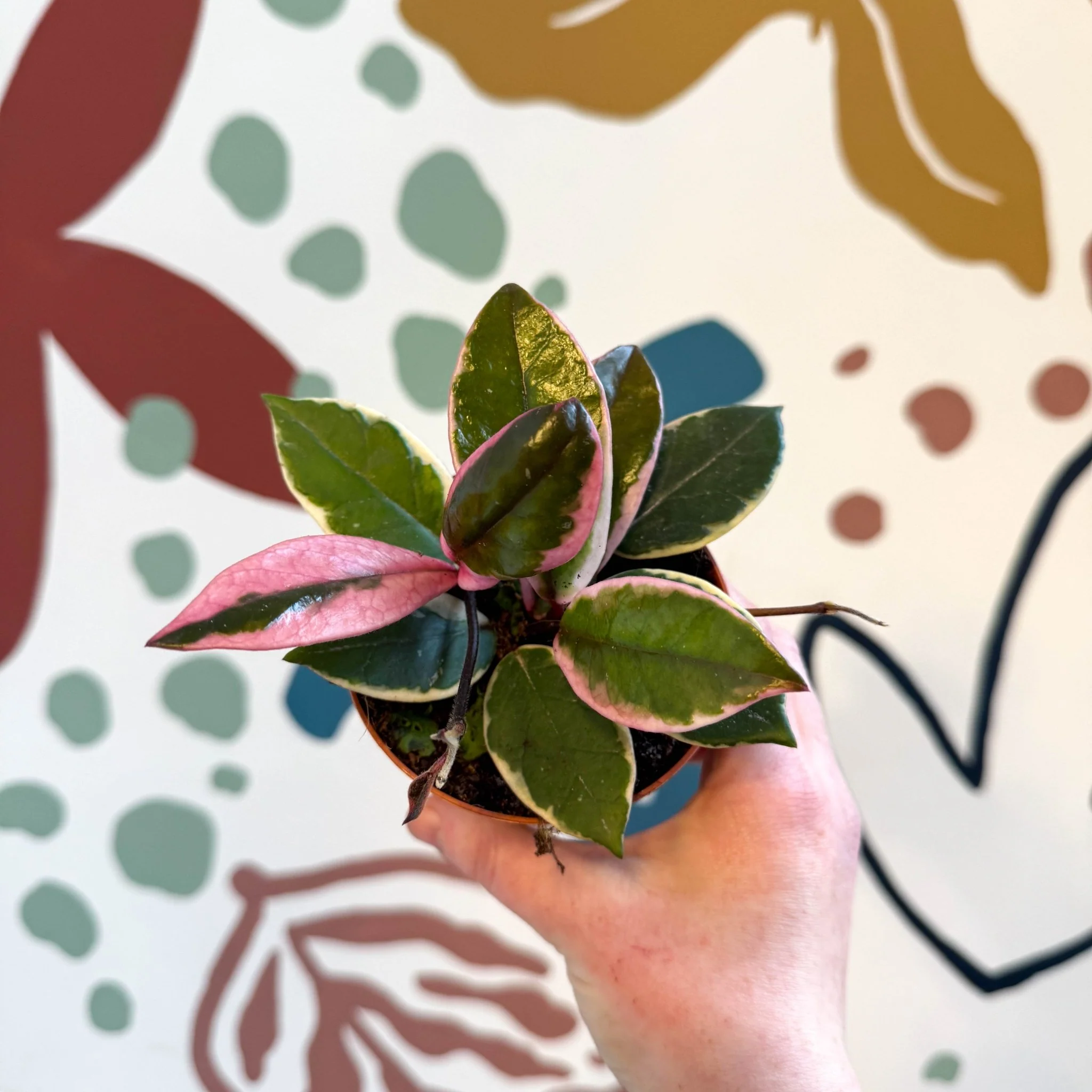 Hoya carnosa ‘Flamingo Dream’ - Image 13
