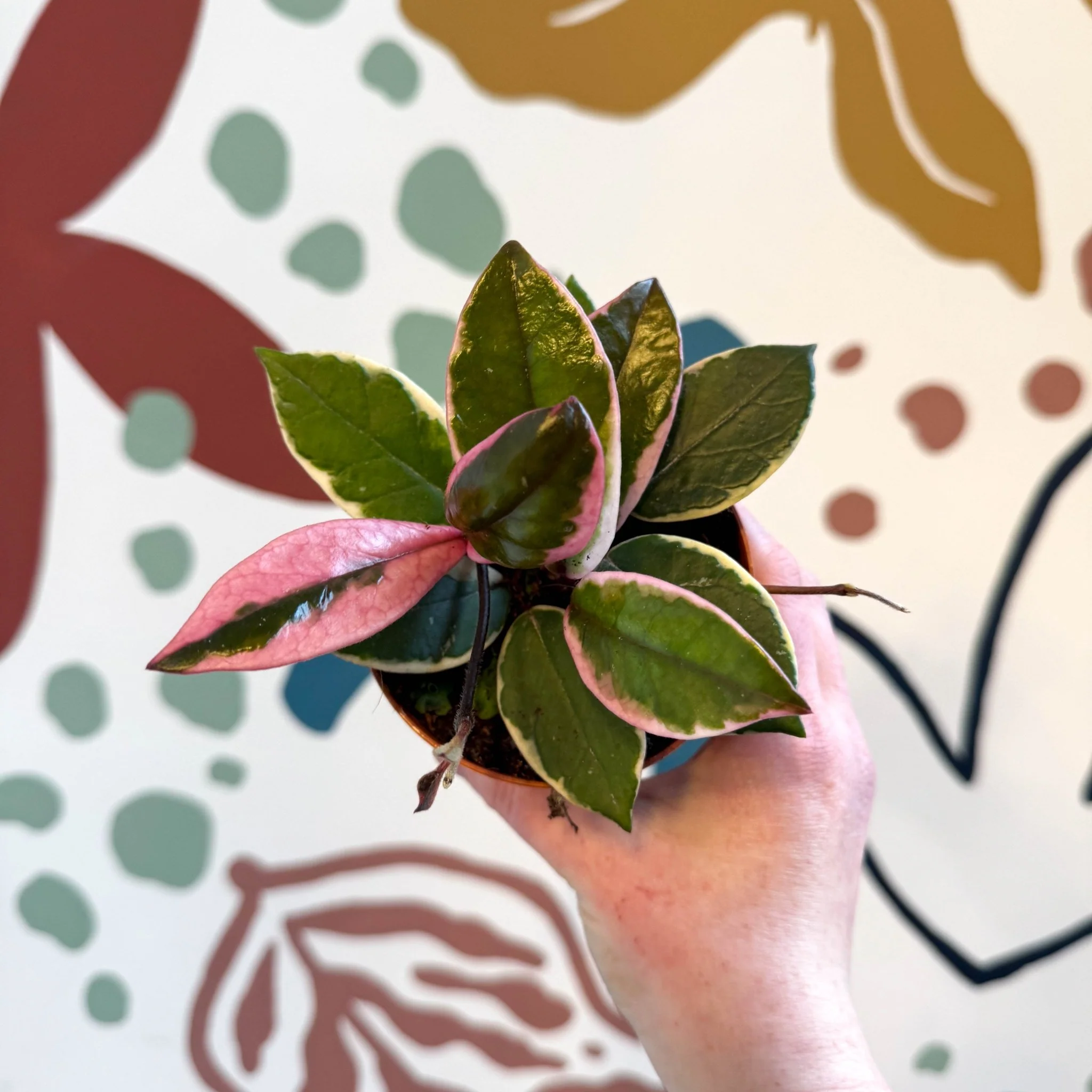 Hoya carnosa ‘Flamingo Dream’ - Image 14