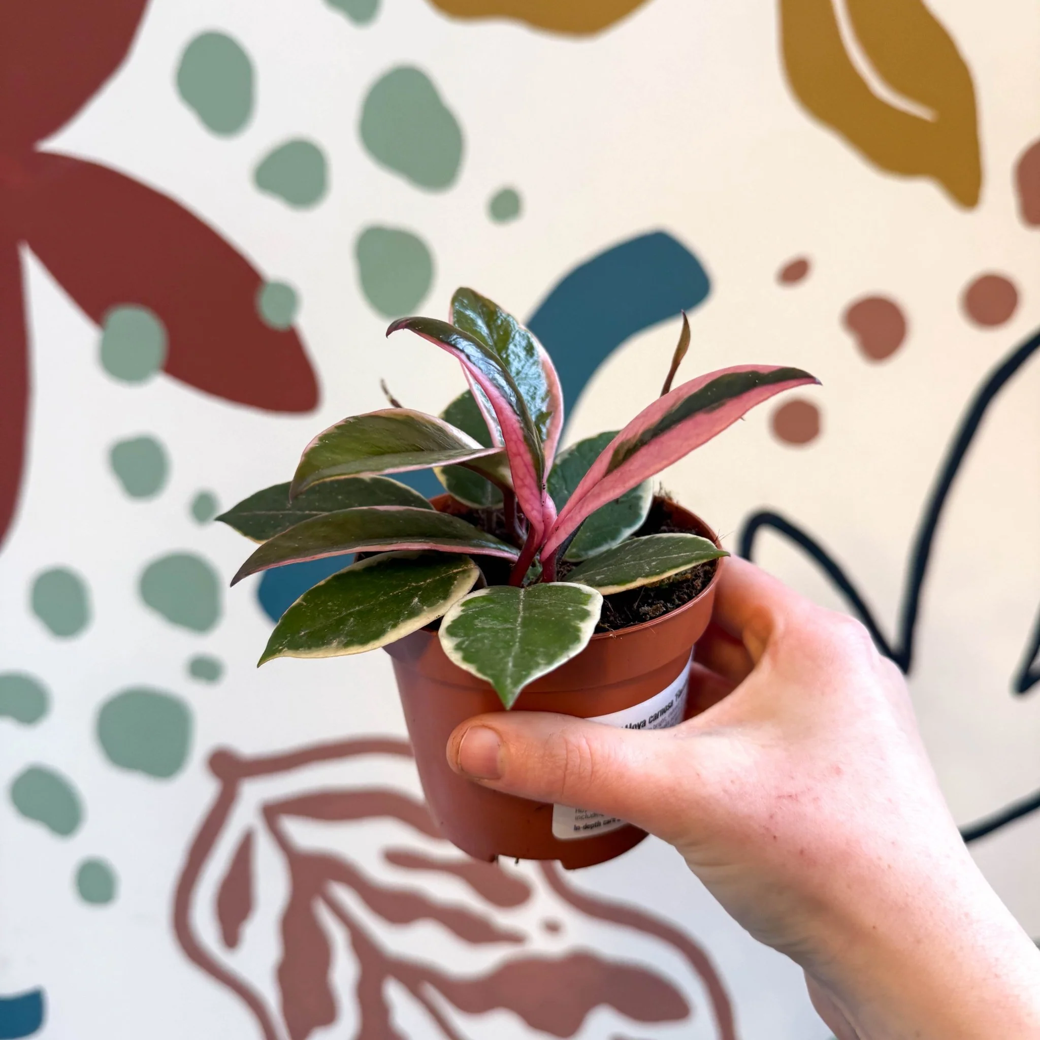 Hoya carnosa ‘Flamingo Dream’ - Image 15