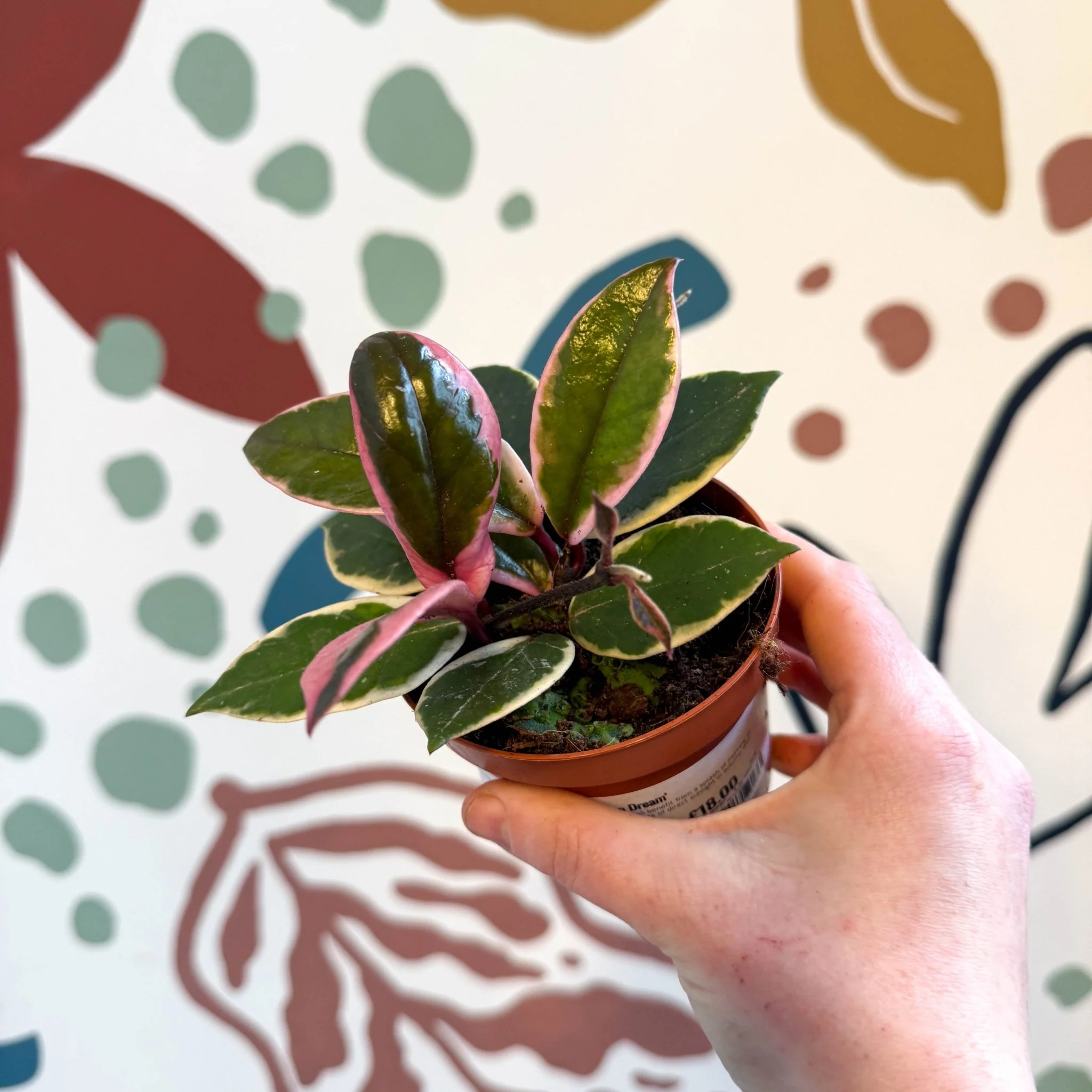 Hoya carnosa ‘Flamingo Dream’ - Image 17