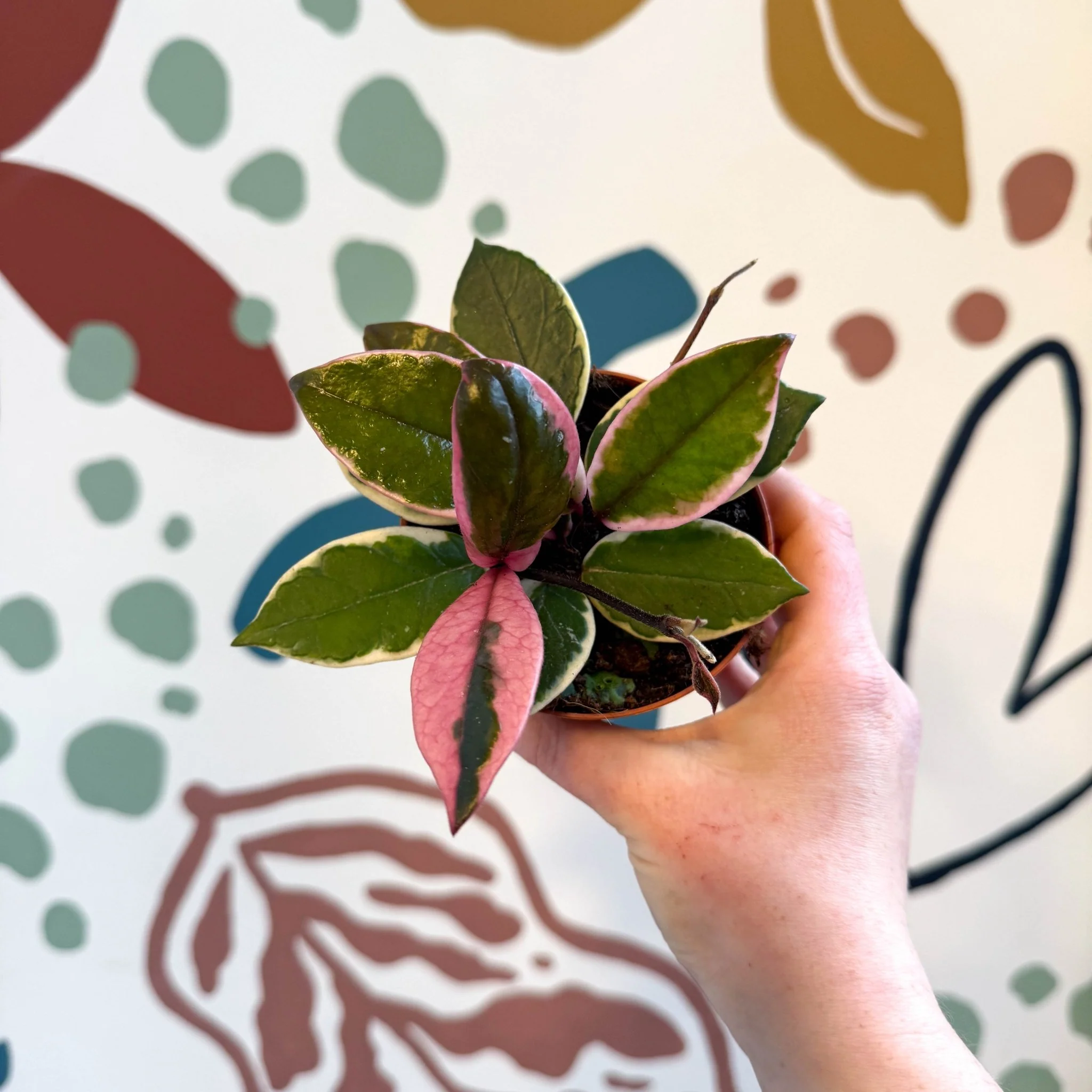 Hoya carnosa ‘Flamingo Dream’ - Image 19