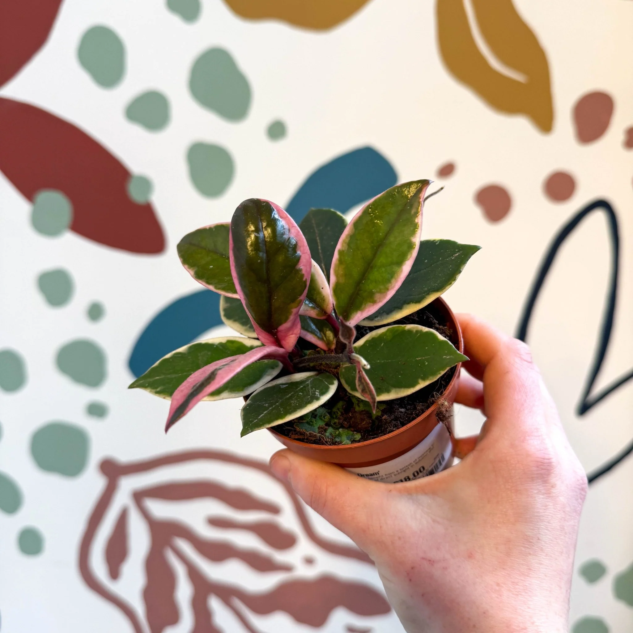 Hoya carnosa ‘Flamingo Dream’ - Image 20
