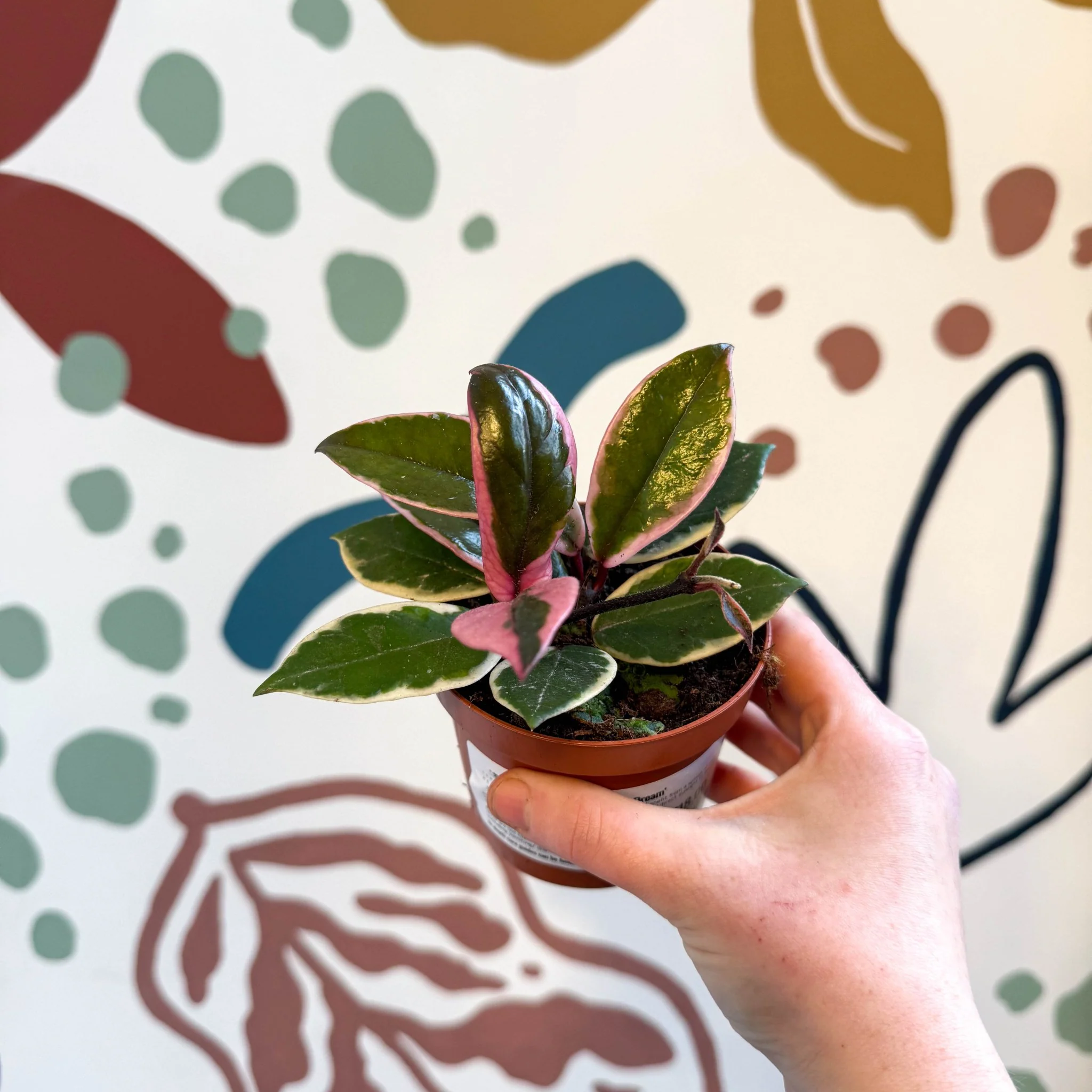 Hoya carnosa ‘Flamingo Dream’ - Image 21
