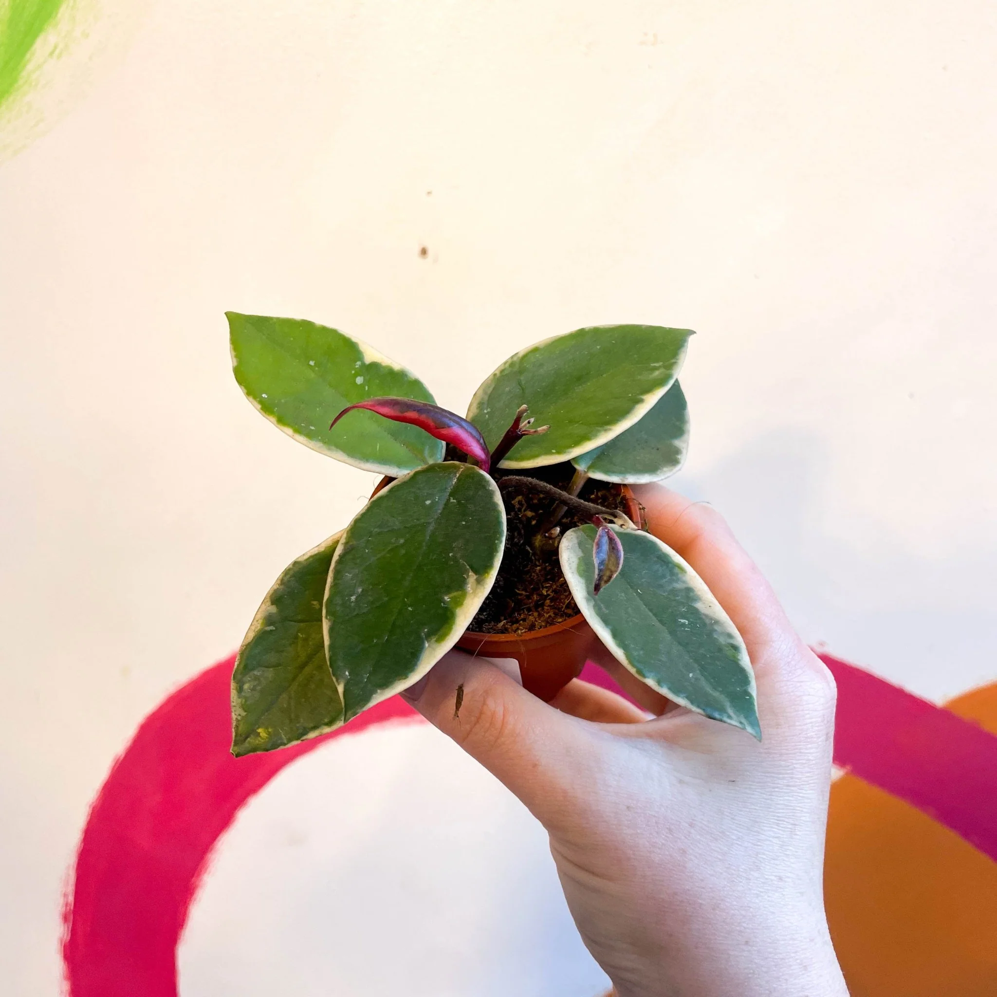 Hoya carnosa ‘Flamingo Dream’ - Image 4