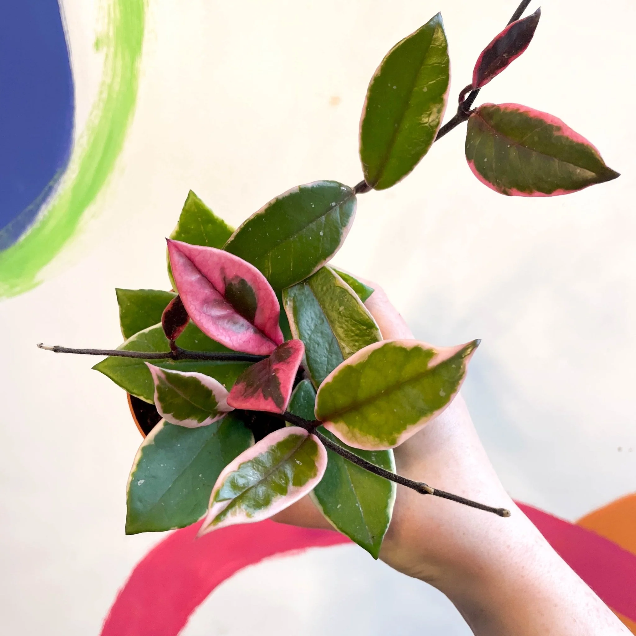 Hoya carnosa ‘Flamingo Dream’ - Image 6