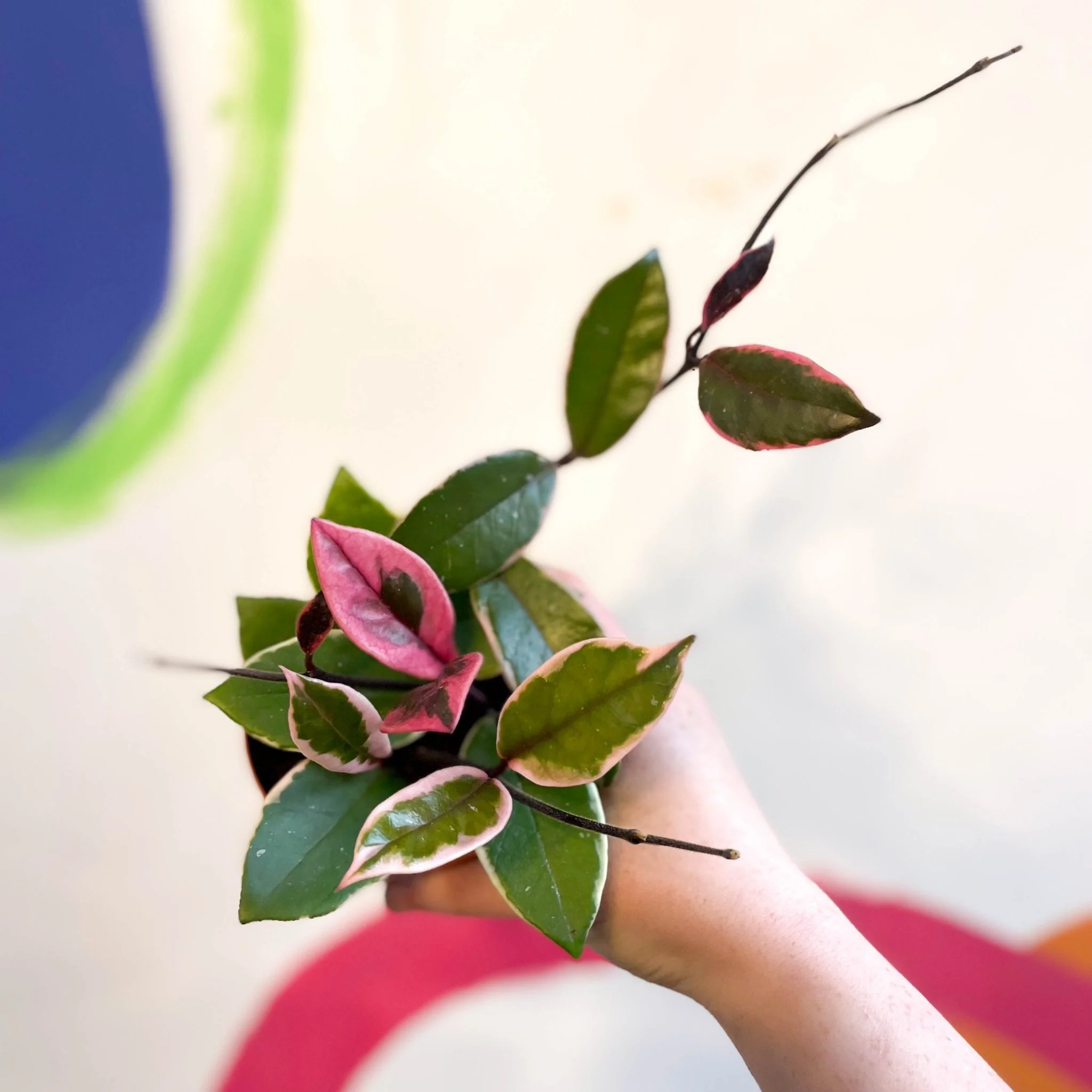 Hoya carnosa ‘Flamingo Dream’ - Image 8