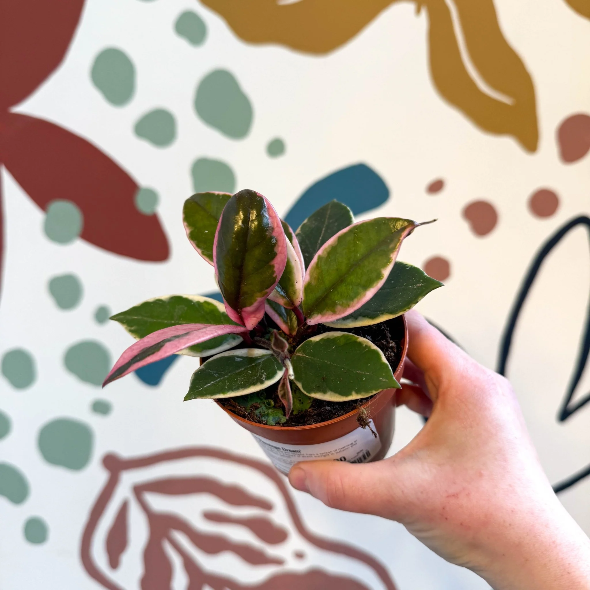 Hoya carnosa ‘Flamingo Dream’ - Image 9