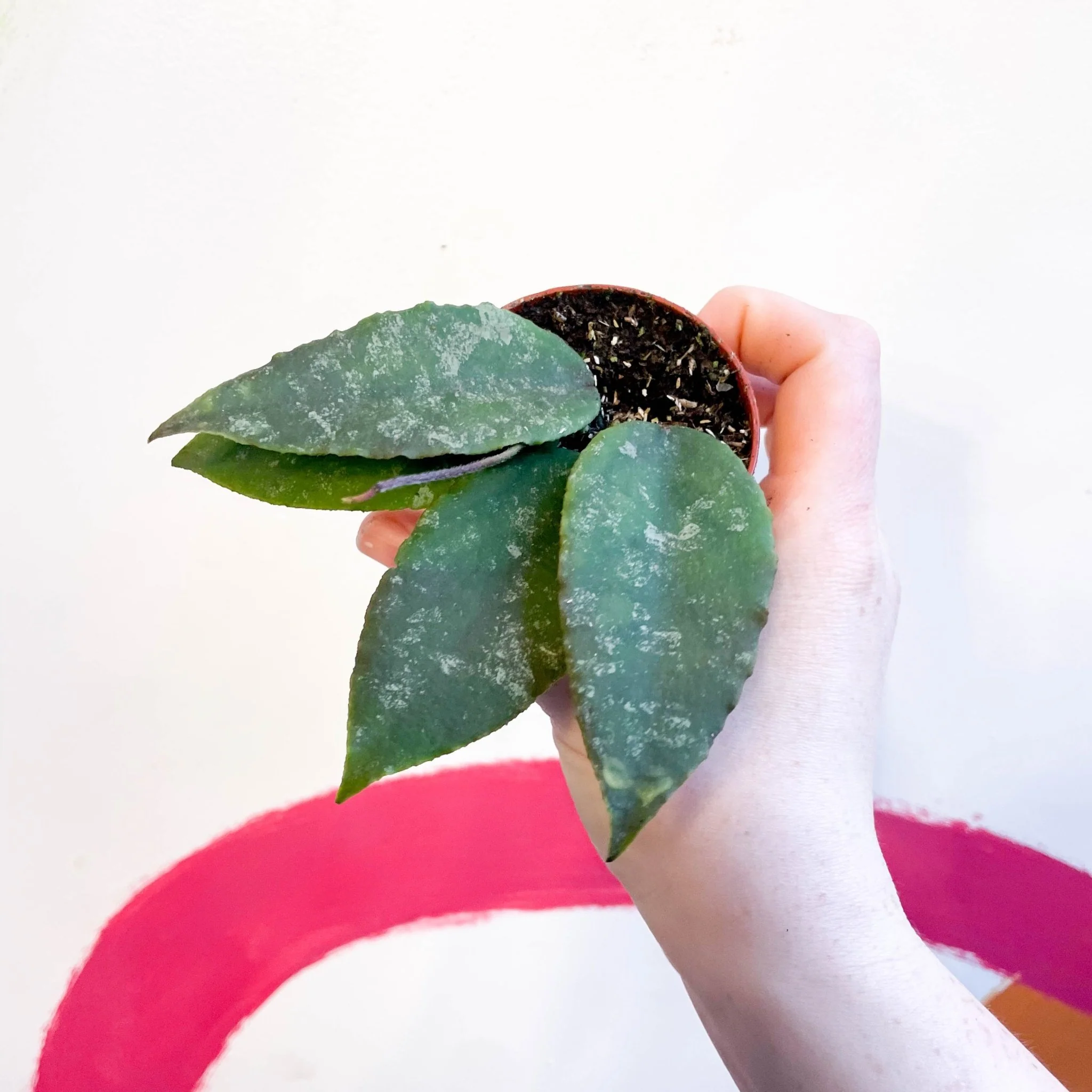 Hoya caudata 'Sumatra'