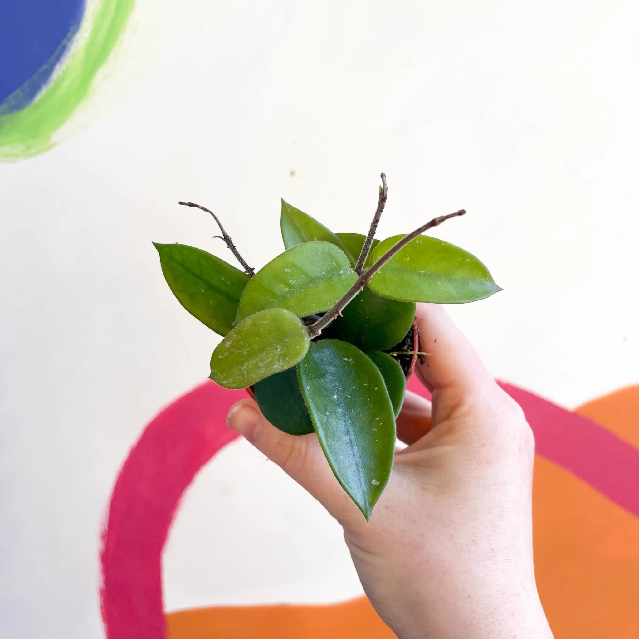 Hoya chouke
