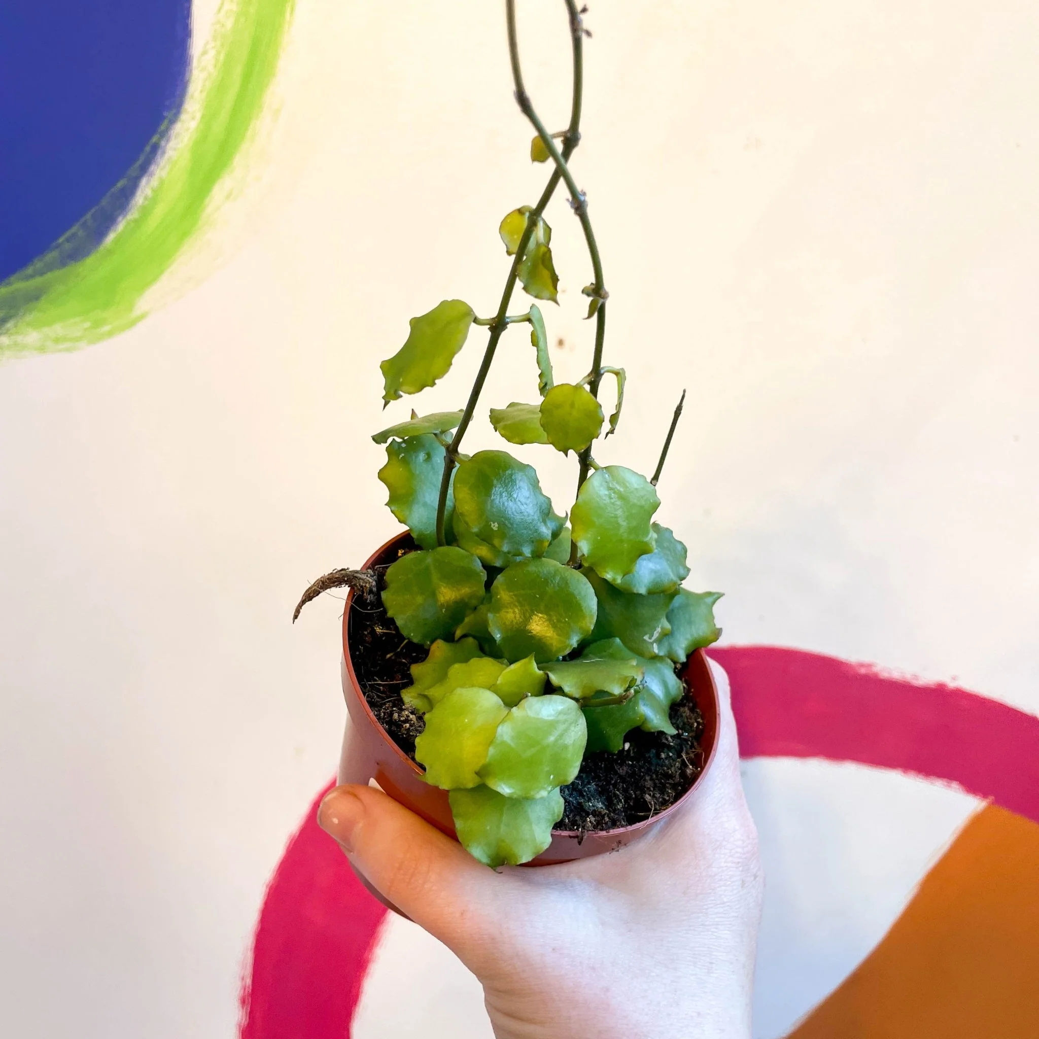 Hoya endauensis