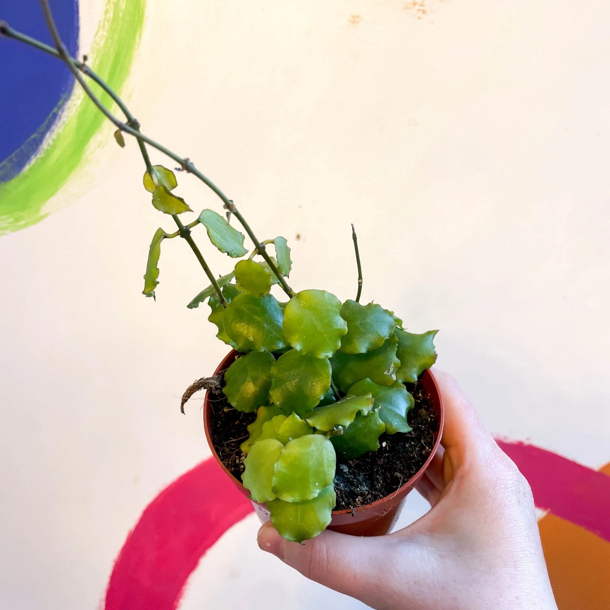 Hoya endauensis - Image 2