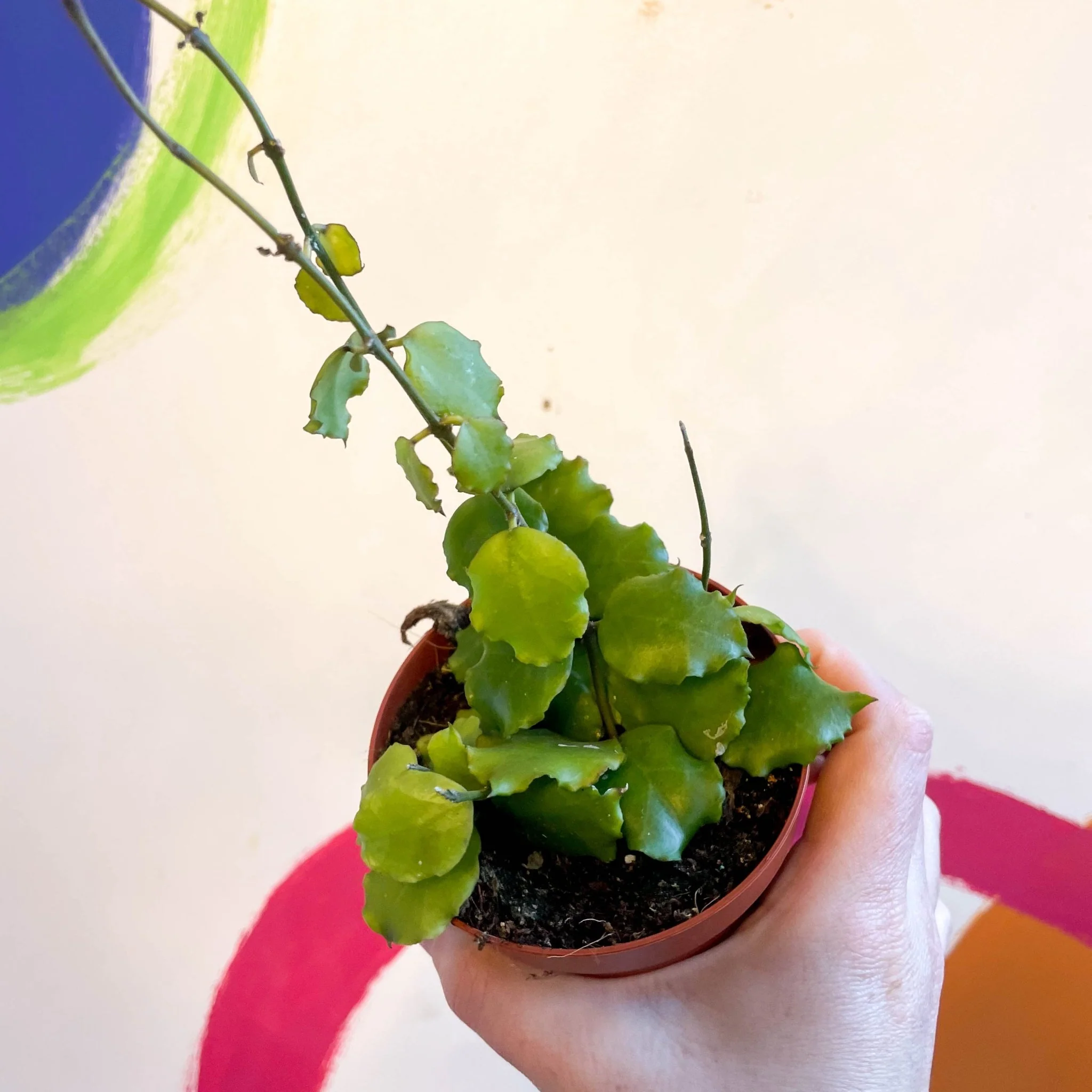 Hoya endauensis - Image 4