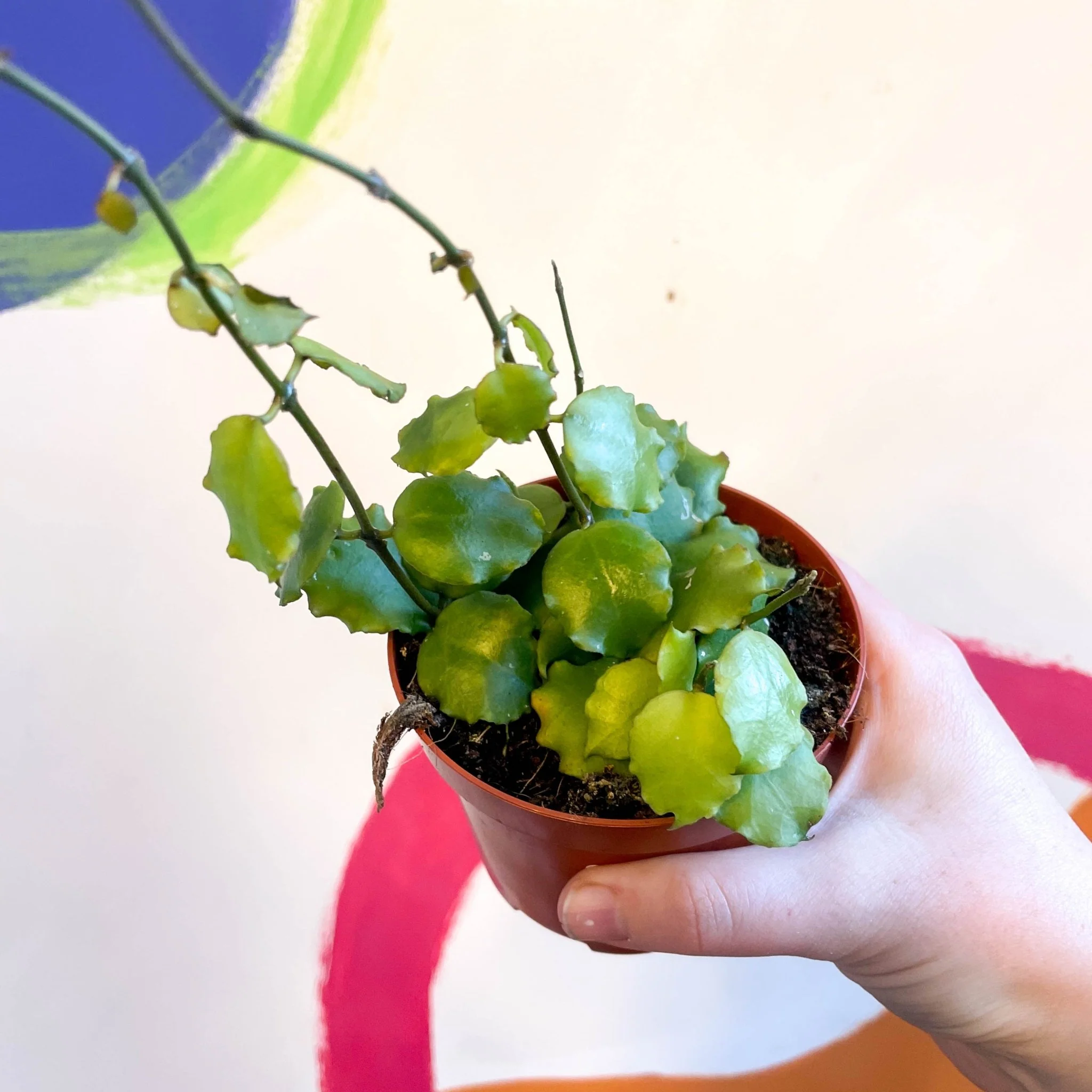 Hoya endauensis - Image 5