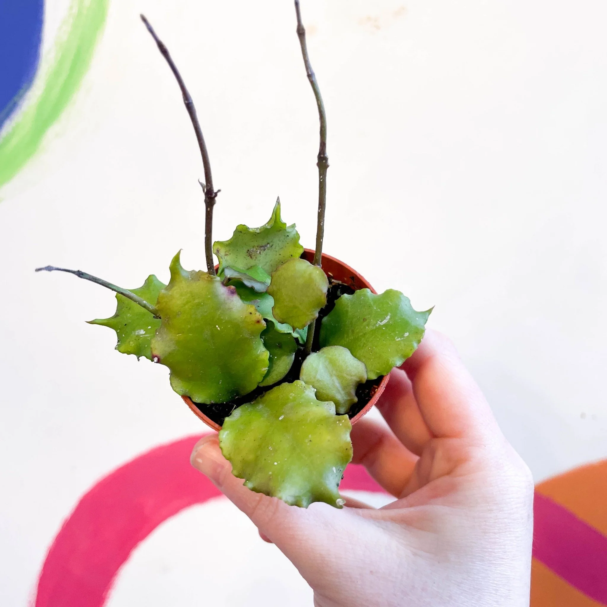 Hoya endauensis - Image 6