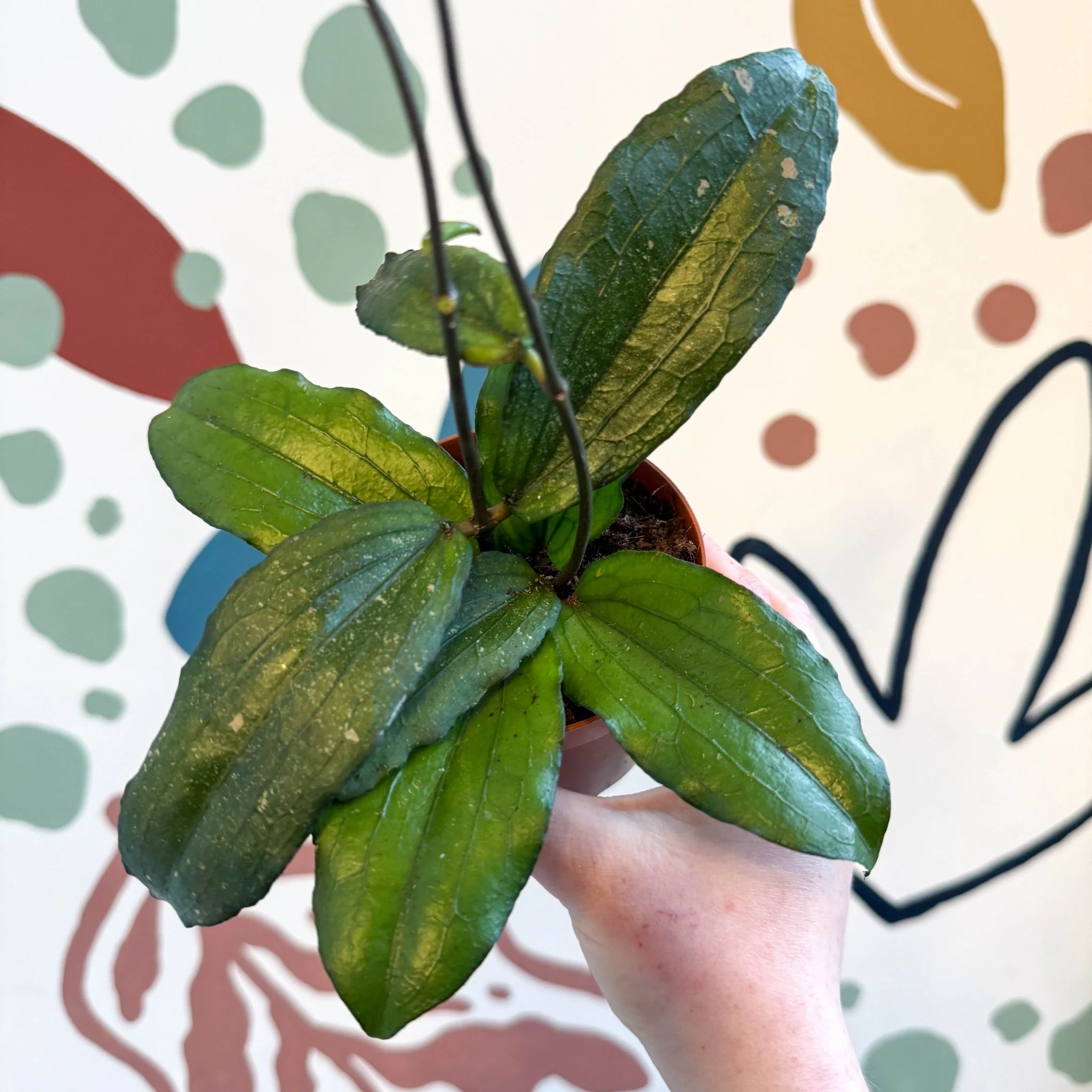 Hoya erythrina