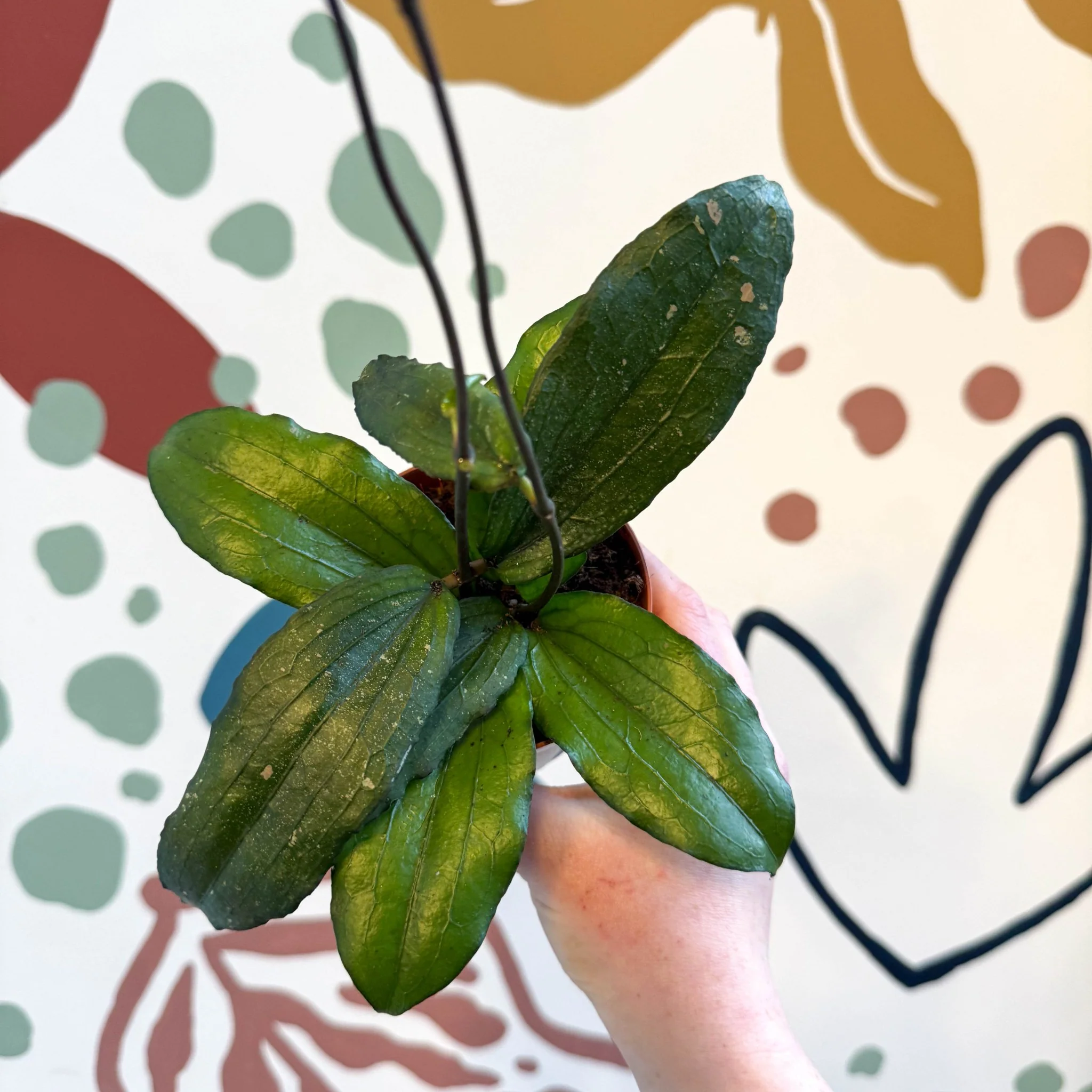 Hoya erythrina - Image 10