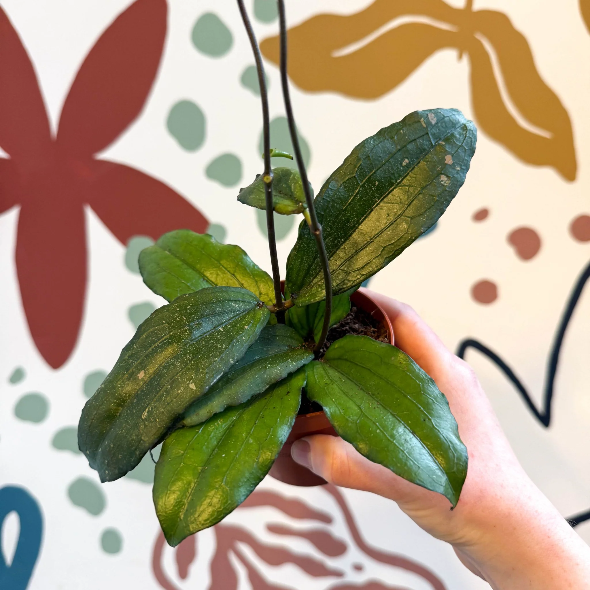 Hoya erythrina - Image 11