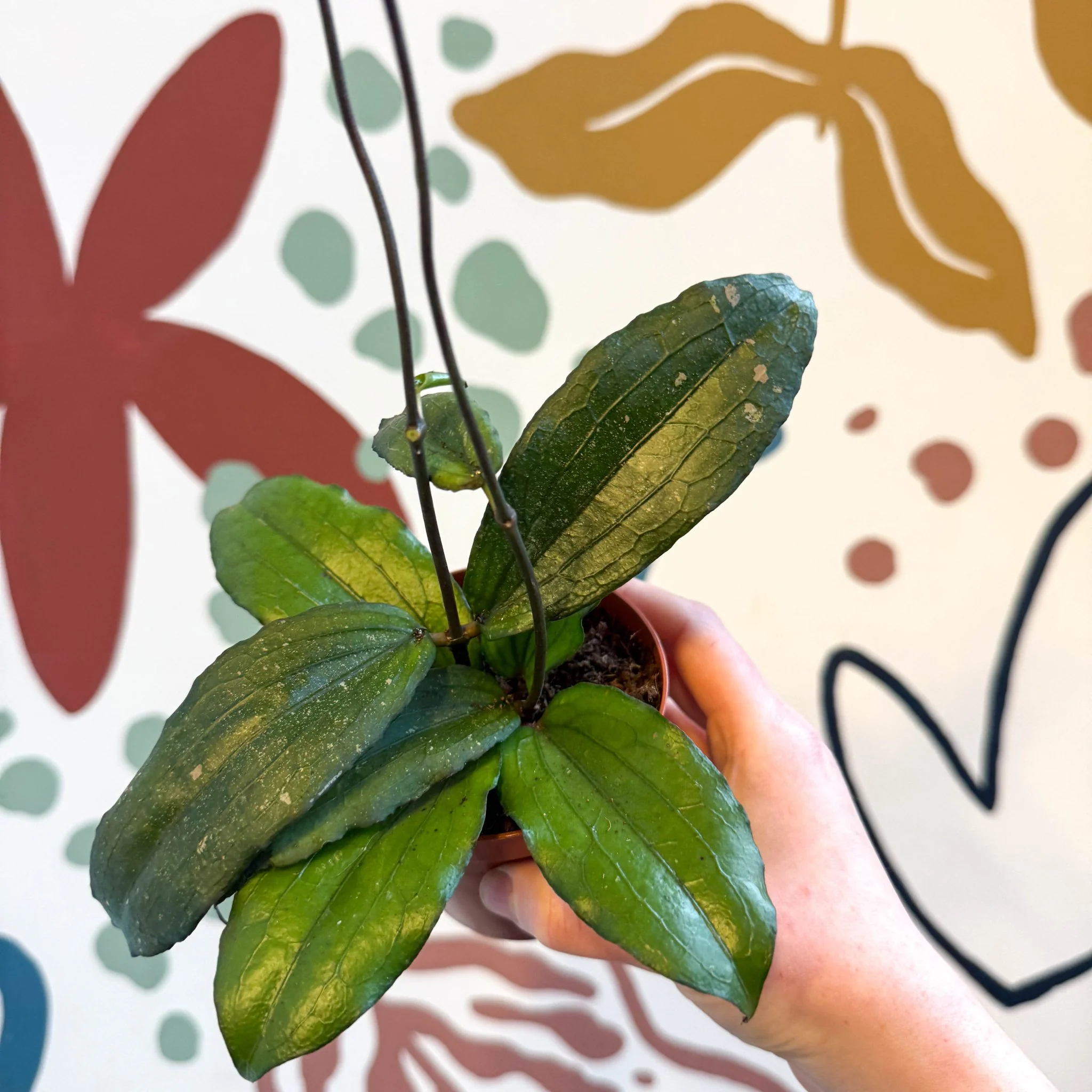 Hoya erythrina - Image 12