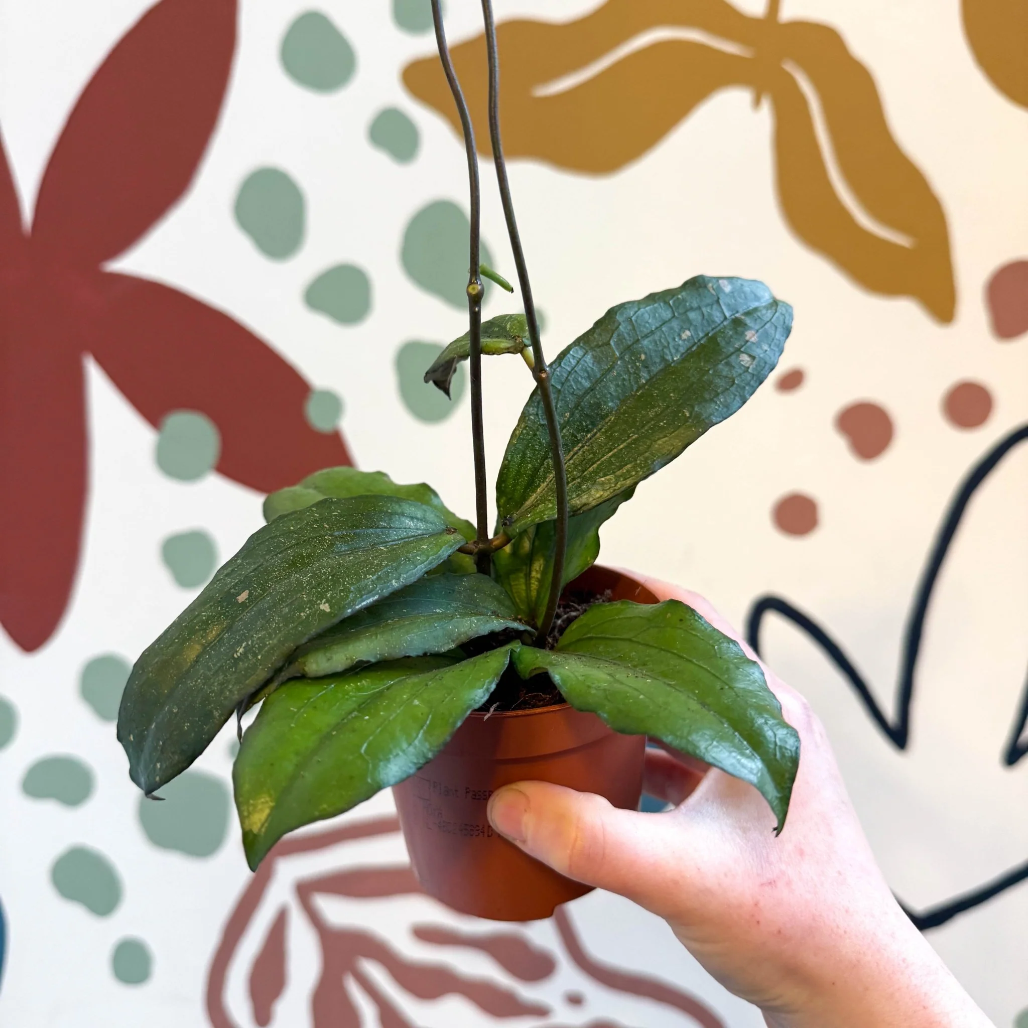 Hoya erythrina - Image 13